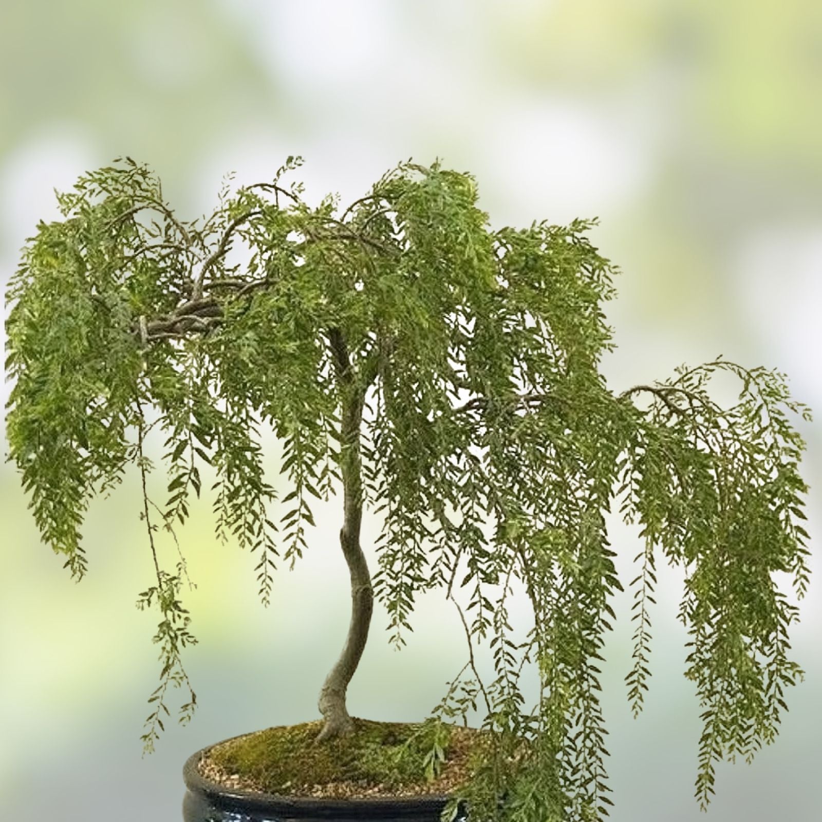 Black Willow Bonsai Tree - Live Indoor/Outdoor Bonsai with Thick Trunk - Salix nigra - Decorative Miniature Tree