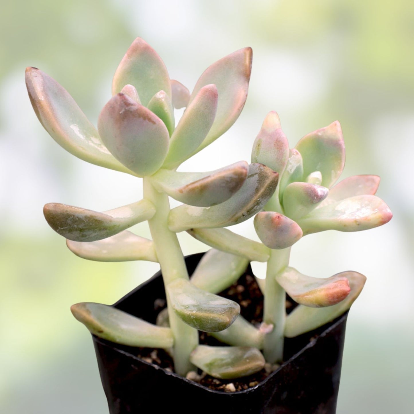 Graptopetalum Paraguayense Ghost Plant Rooted Cuttings 2-Inch Pot Succulent Indoor Plant Easy Care