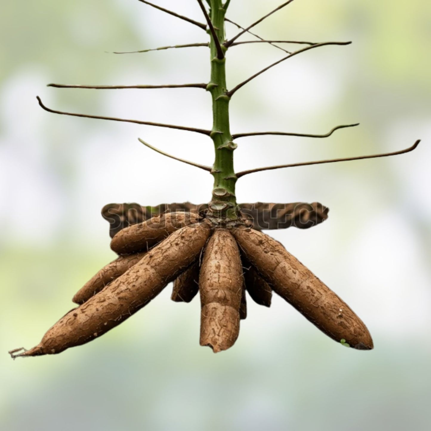 Cassava Cuttings 4 Pack Sweet Jamaica Red Organic Manihot Esculenta Root Vegetables for Planting