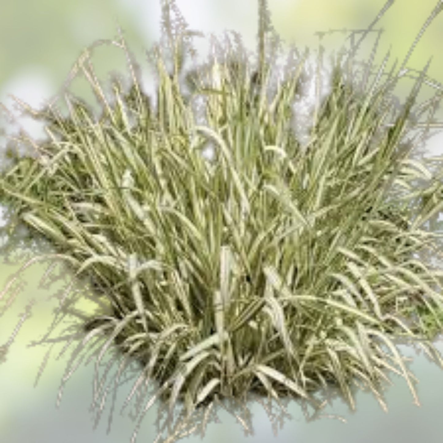 Ribbon Grass Plants - 10 Strawberry & Cream Root Divisions - Hardy Ground Cover for Sun or Shade - Phalaris arundinacea