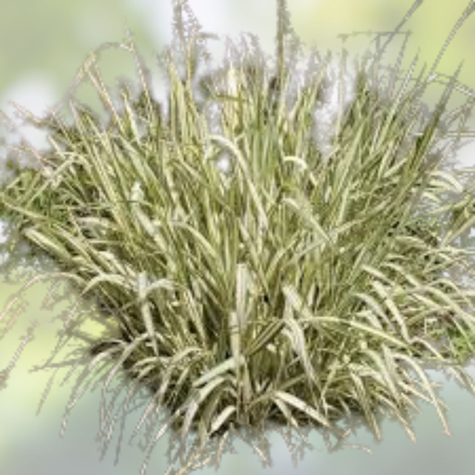 Ribbon Grass Plants - 10 Strawberry & Cream Root Divisions - Hardy Ground Cover for Sun or Shade - Phalaris arundinacea