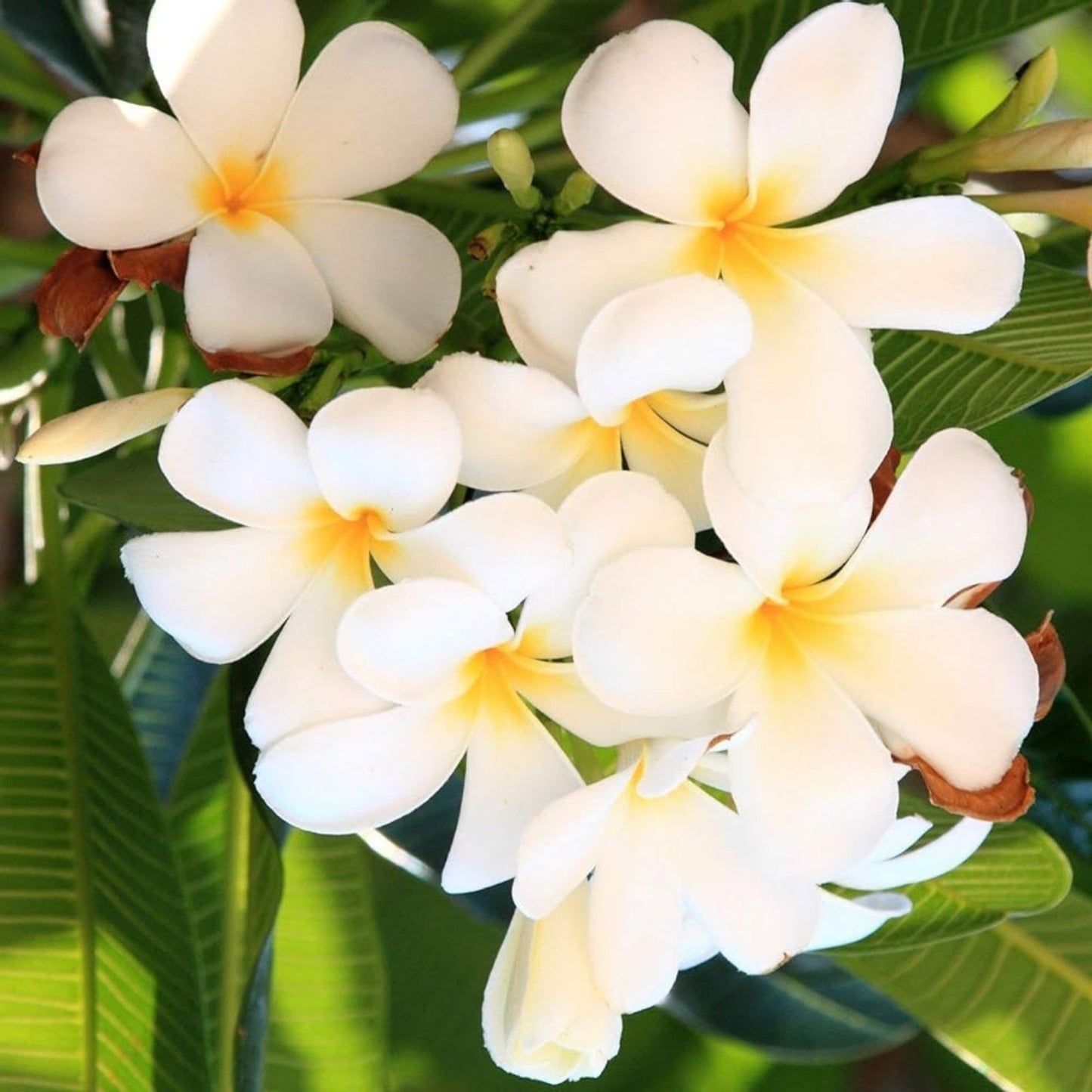 Plumeria Cutting Tropical Flowering Plant Frangipani Plumeria spp. | Garden Flowering Plant | Fragrant Bloom