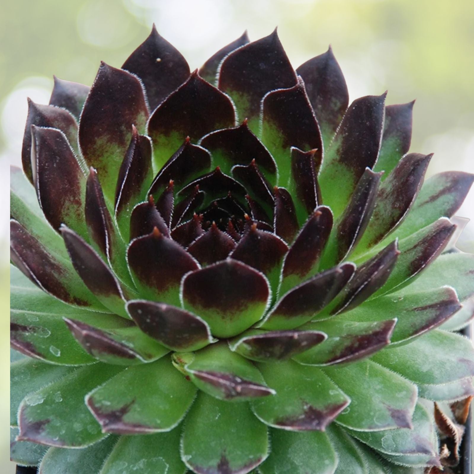 Sempervivum Succulent Plants - 4" Hens & Chicks - Live Perennial Indoor Greenery - Sempervivum spp.
