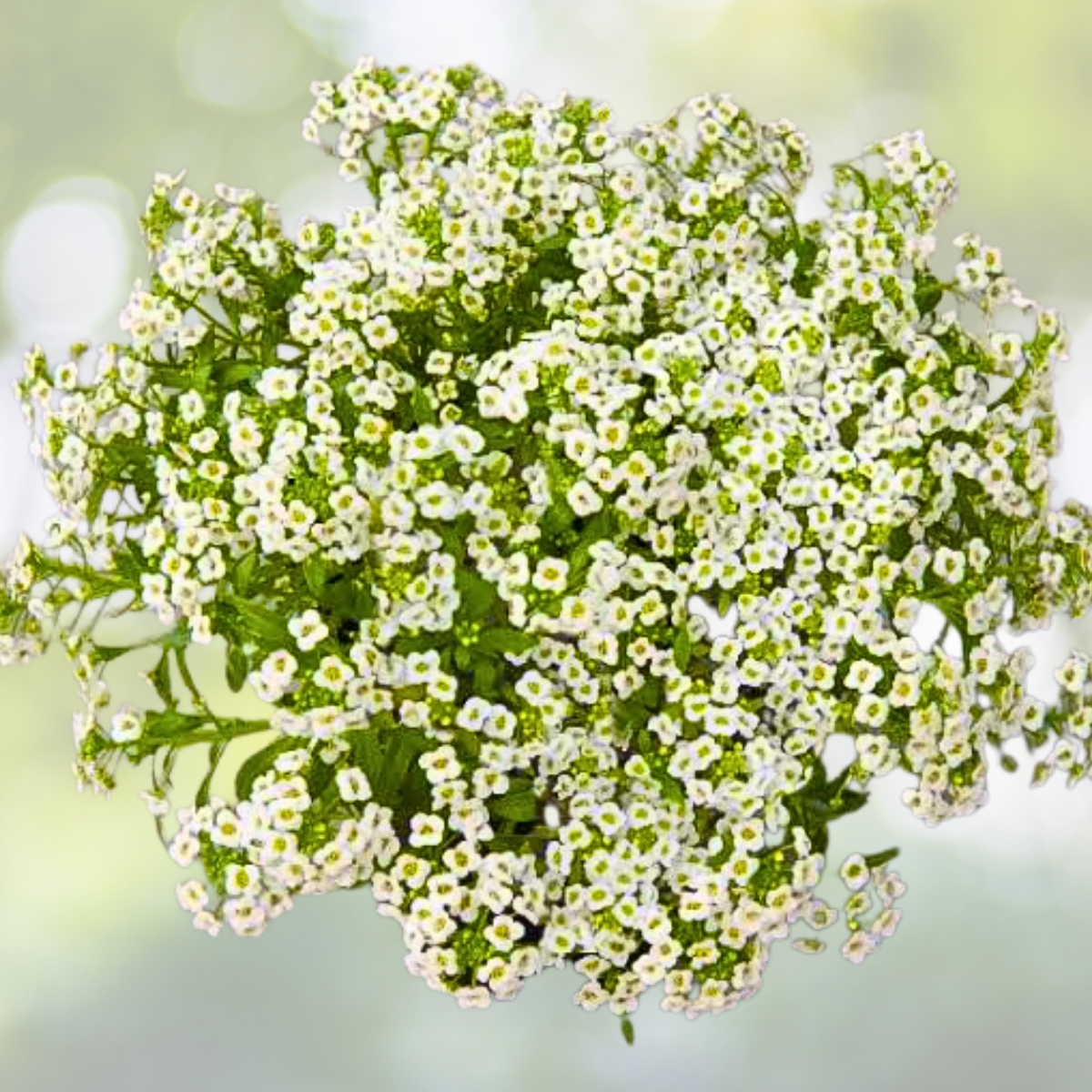 Sweet Alyssum Seeds - Tall White Heirloom Non-GMO - 1000 Count - Perennial Flower (Lobularia maritima)
