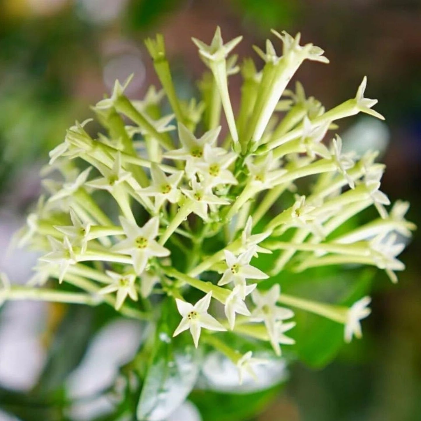 Night Blooming Jasmine Plant in 5" Pot, Cestrum nocturnum, Tropical Fragrant Flowering Plant, Indoor Outdoor Garden Plant