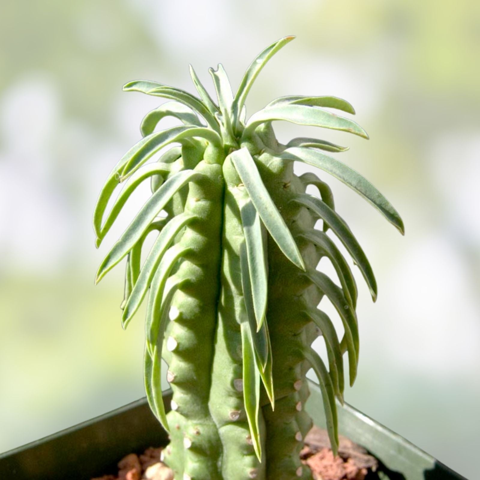 Euphorbia Loricata 'African Palm Tree' Cactus Cutting 6" | Unique Succulent Plant for Home Decor