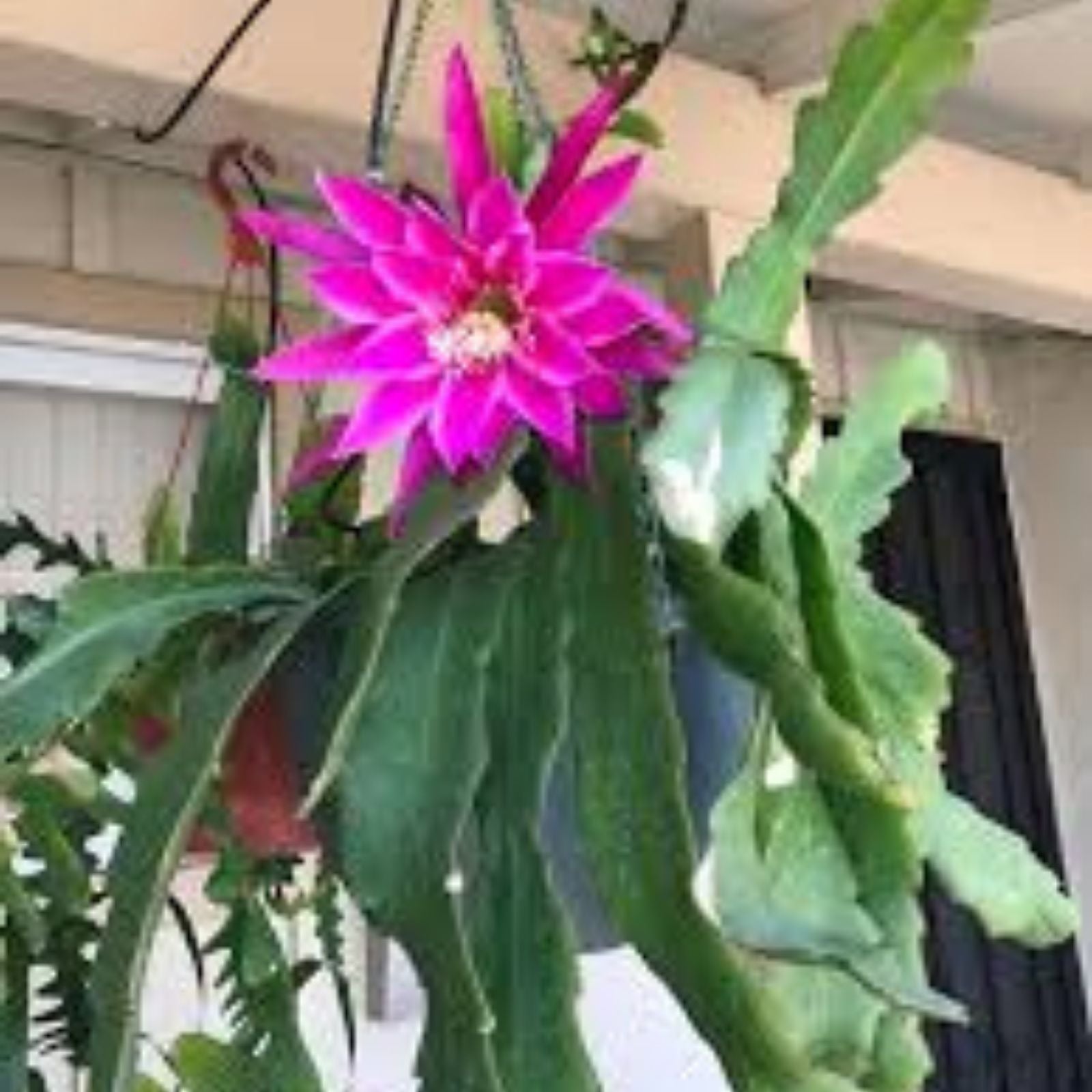 Epiphyllum 'Beijing' Rooted Cutting - Rare Orchid Cactus Plant - Unique Succulent for Indoor Gardening