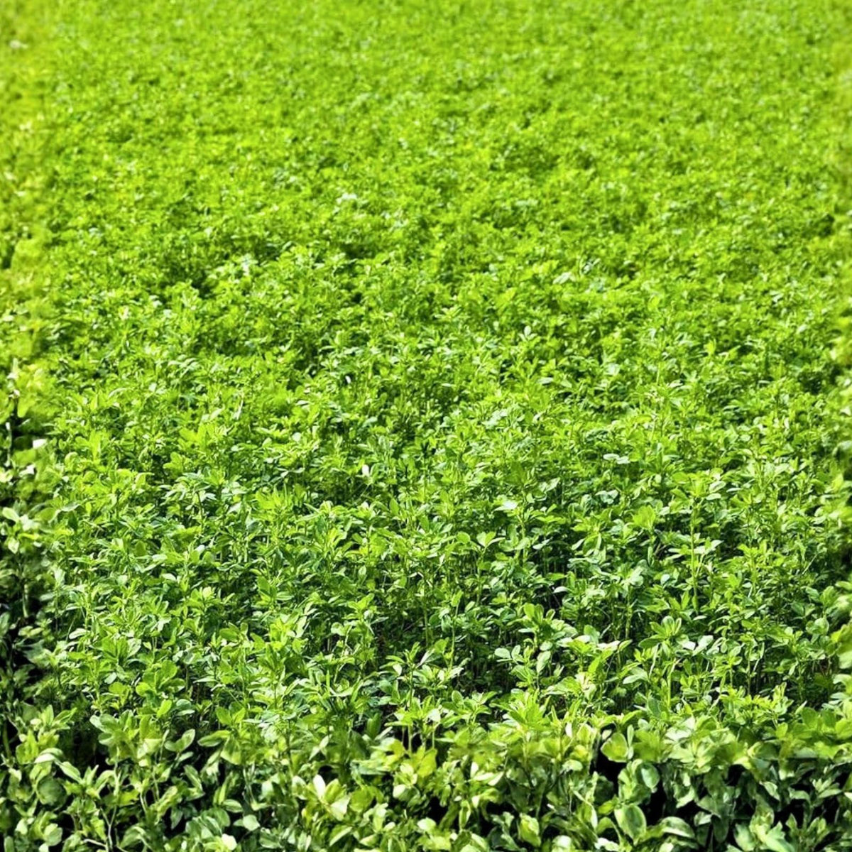 Alfalfa Sprout Seeds 1000 Pack Organic Non-GMO Medicago sativa Heirloom Microgreen Seeds