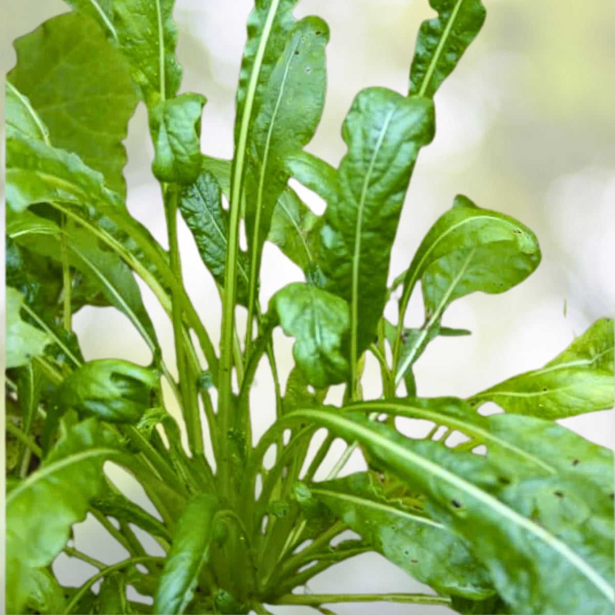 Mibuna Mustard Seeds | Heirloom NON-GMO | Fresh Garden Seeds | Brassica rapa var. nipposinica