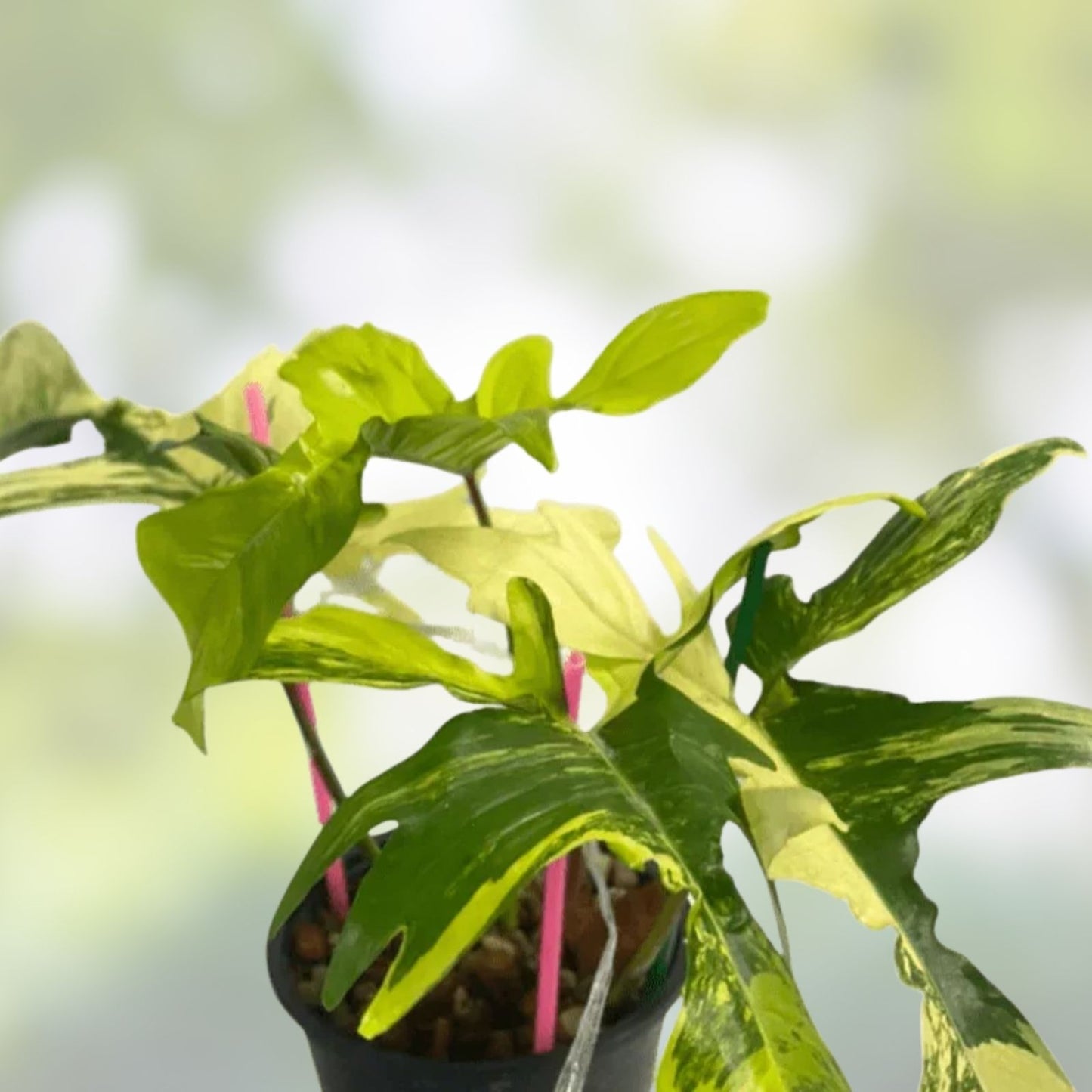 Philodendron Starter Plug Variegated Florida Beauty Growers Choice Philodendron bipinnatifidum