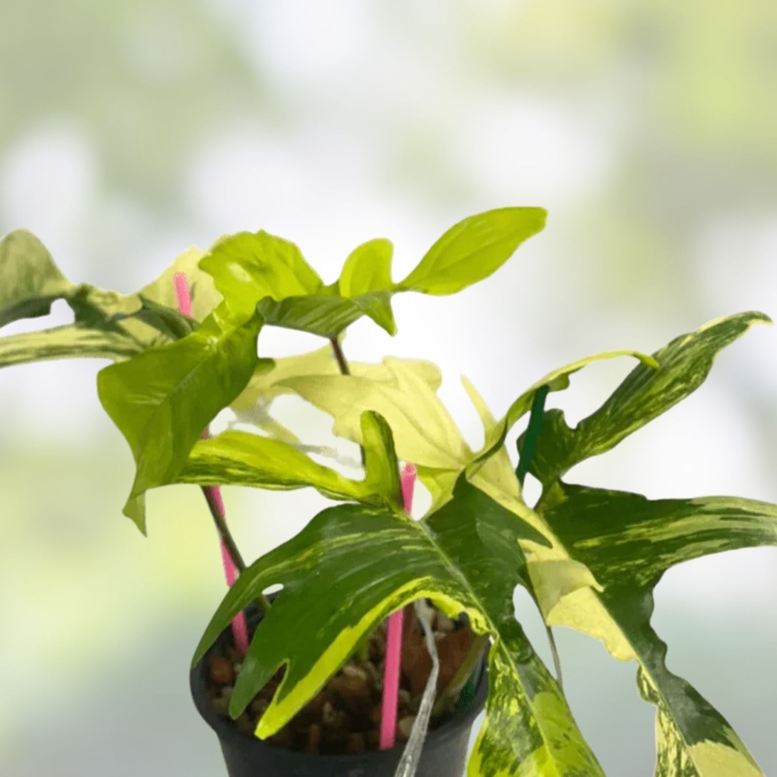 Philodendron Starter Plug Variegated Florida Beauty Growers Choice Philodendron bipinnatifidum