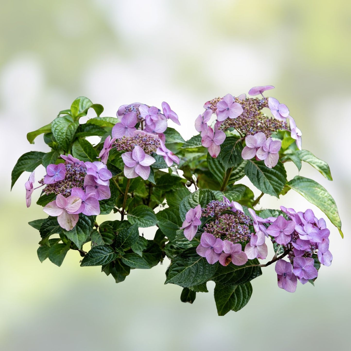 Pop Star Hydrangea 6-Pack Rooted Cuttings - Beginner Friendly Hydrangea macrophylla Garden Plants