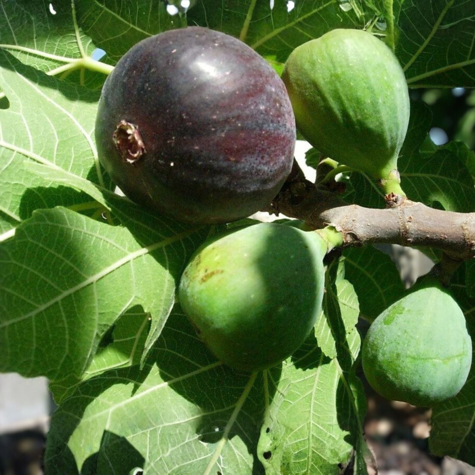 Black Mission Fig Tree Starter Plant 3-Pack Everbearing Ficus Carica Edible Fruit Tree for Home Garden
