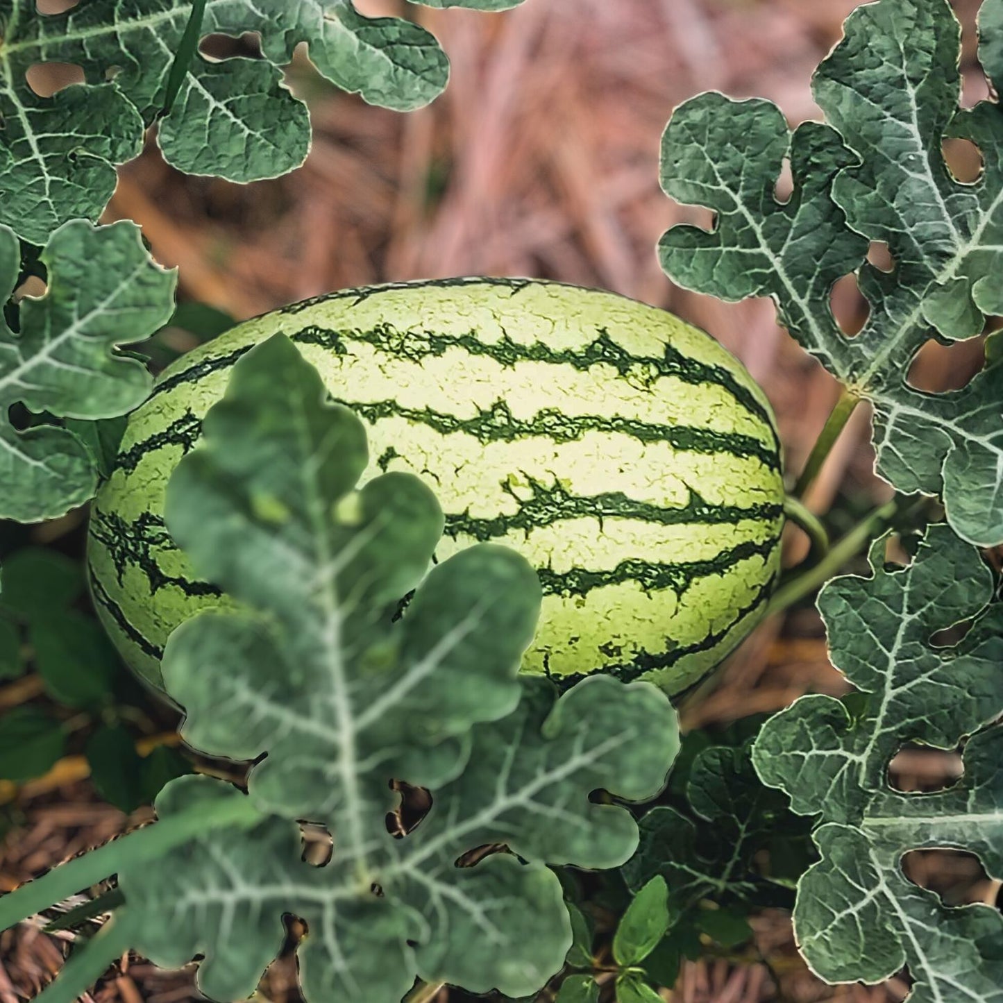 Heirloom Watermelon Seeds 100 Klondike Striped Blue Ribbon Non-GMO Organic Citrullus lanatus for Gardening