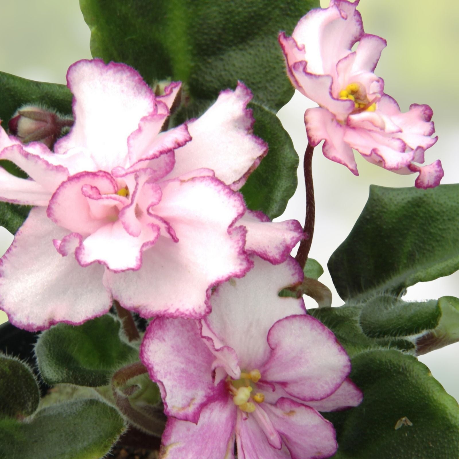 African Violet Leaf Cutting - Winter Surprise Variety - Gesneriaceae Plant Propagation Material
