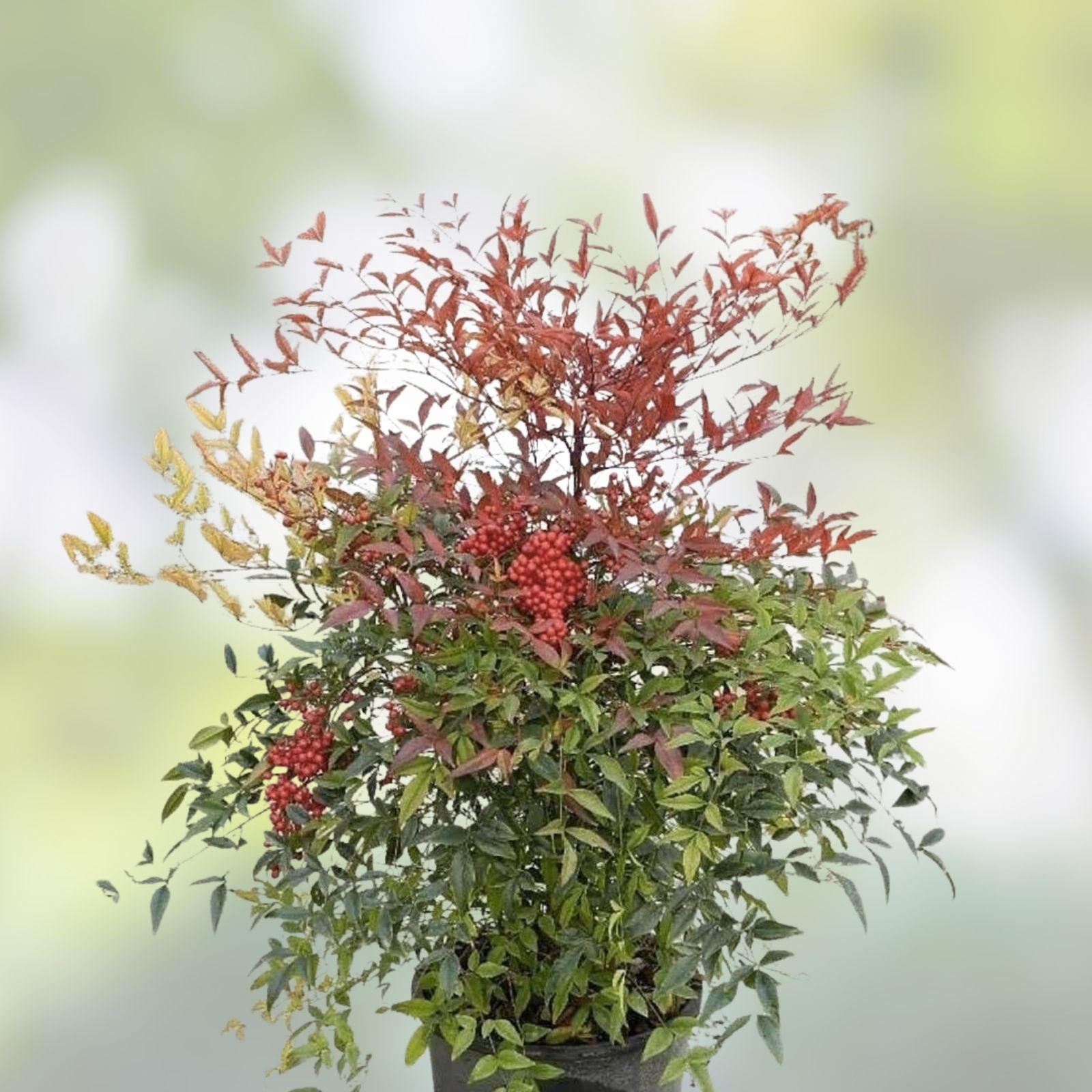 Heavenly Bamboo Seeds 20+ Pack Nandina domestica Ornamental & Medicinal Plant Seeds