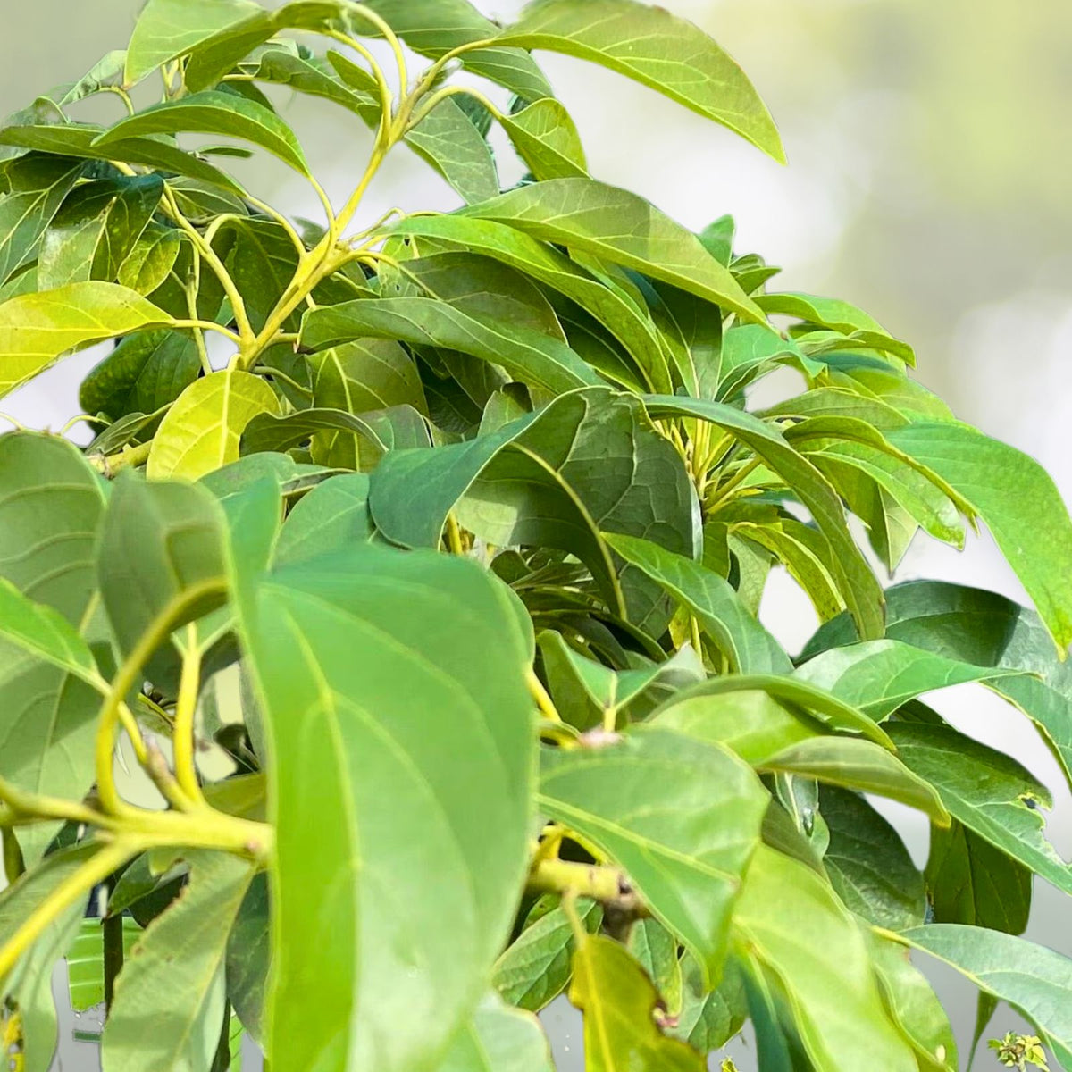 Hass Avocado Tree 1 Gallon Grafted Plant - Live Indoor/Outdoor Garden Tree - Persea americana