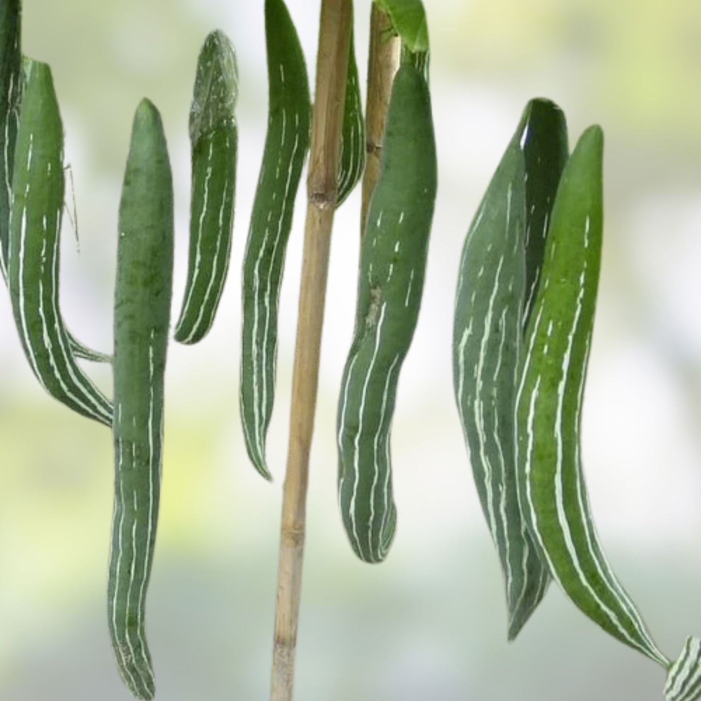 Speckled Snake Gourd Seeds 10 Pack – Grow Exotic 3 Foot Long Luffa cylindrica Gourds for Cooking and Decor