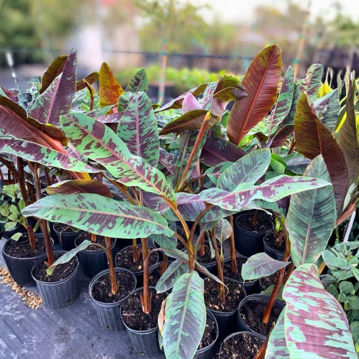 Blood Leaf Banana Plant 3 Gallon Zebrina Rojo - Tropical Foliage (Musa acuminata x sumatrana var. Zebrina Rojo)