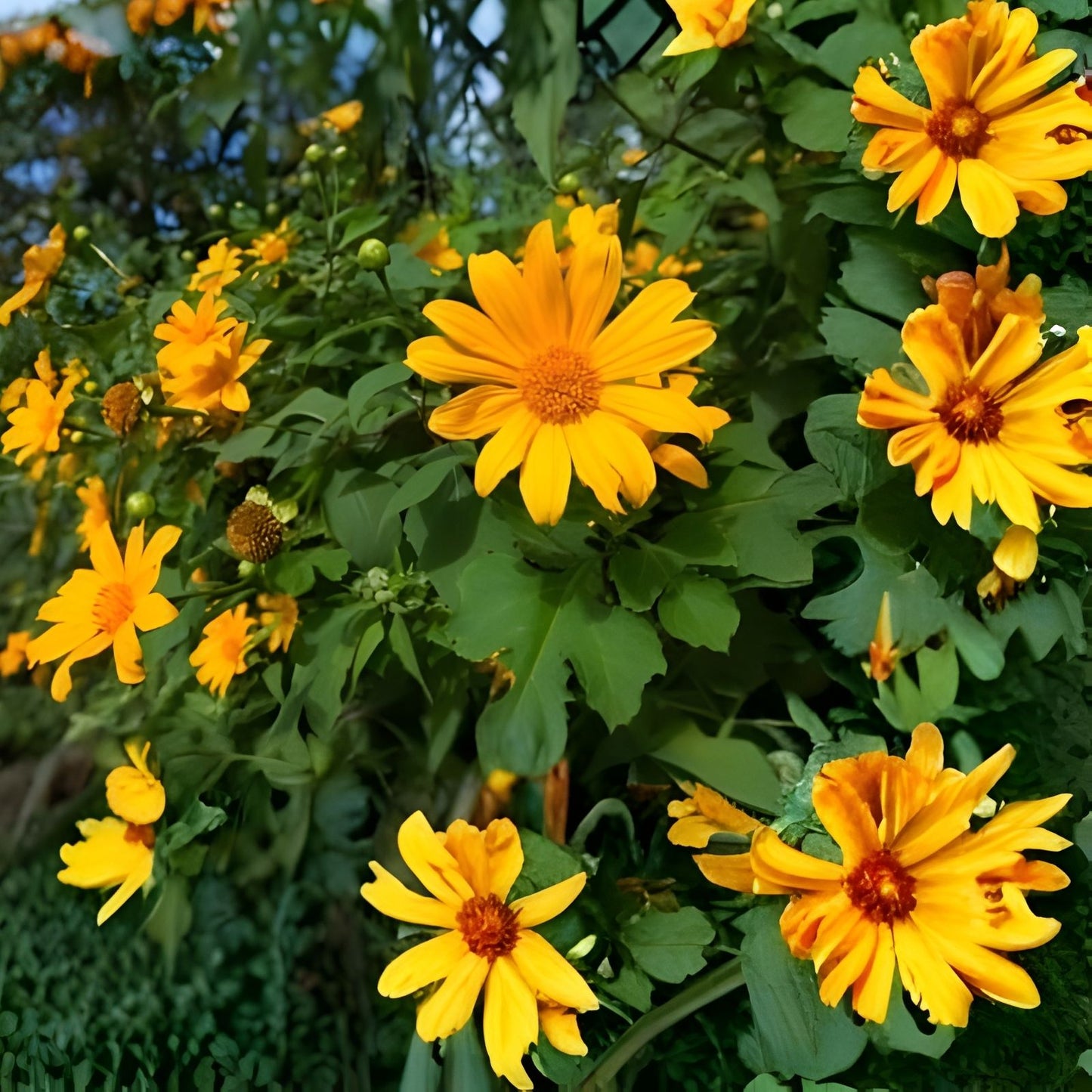 Mexican Sunflower Cuttings 8 Inches Tithonia Diversifolia Tropical Plant 10 Pack