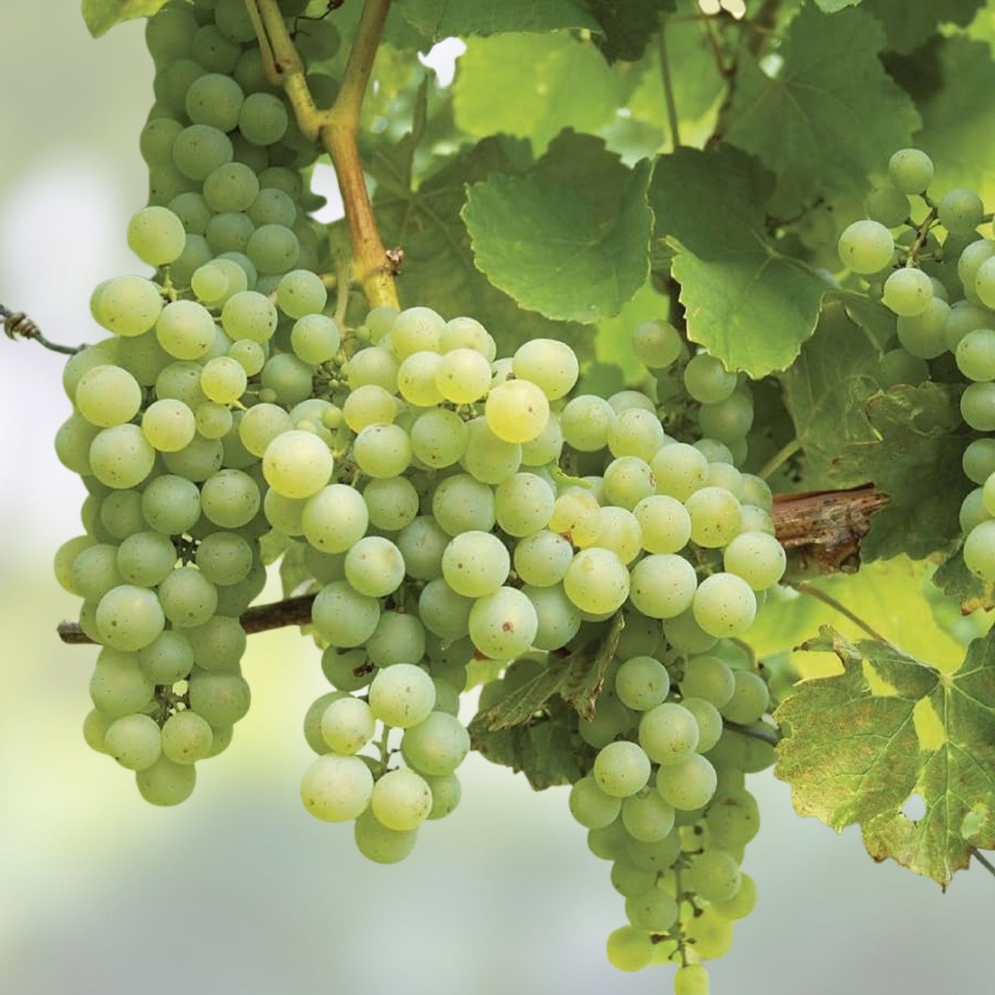 Cotton Candy Grape Cuttings – 3 Rooting Grafting Cuttings Vitis vinifera Easy to Root Limited Stock