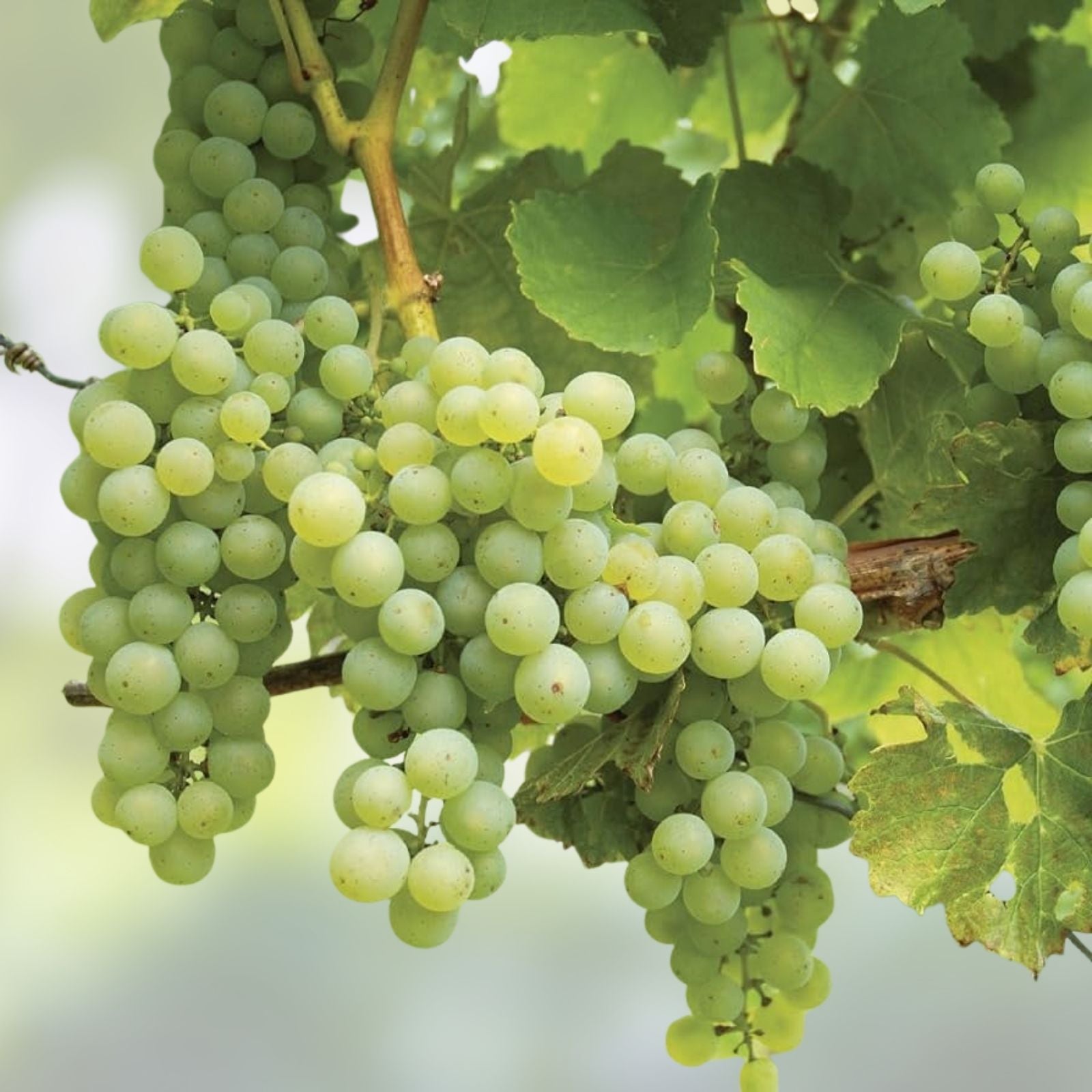 Cotton Candy Grape Cuttings – 3 Rooting Grafting Cuttings Vitis vinifera Easy to Root Limited Stock