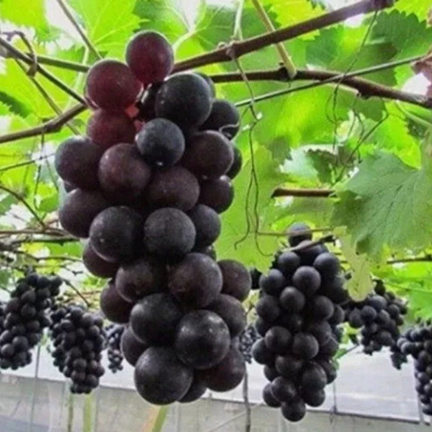 Grape Bonsai Tree Seeds - 50+ Vitis vinifera Seeds for Planting - Miniature Bonsai Gardening and Propagation
