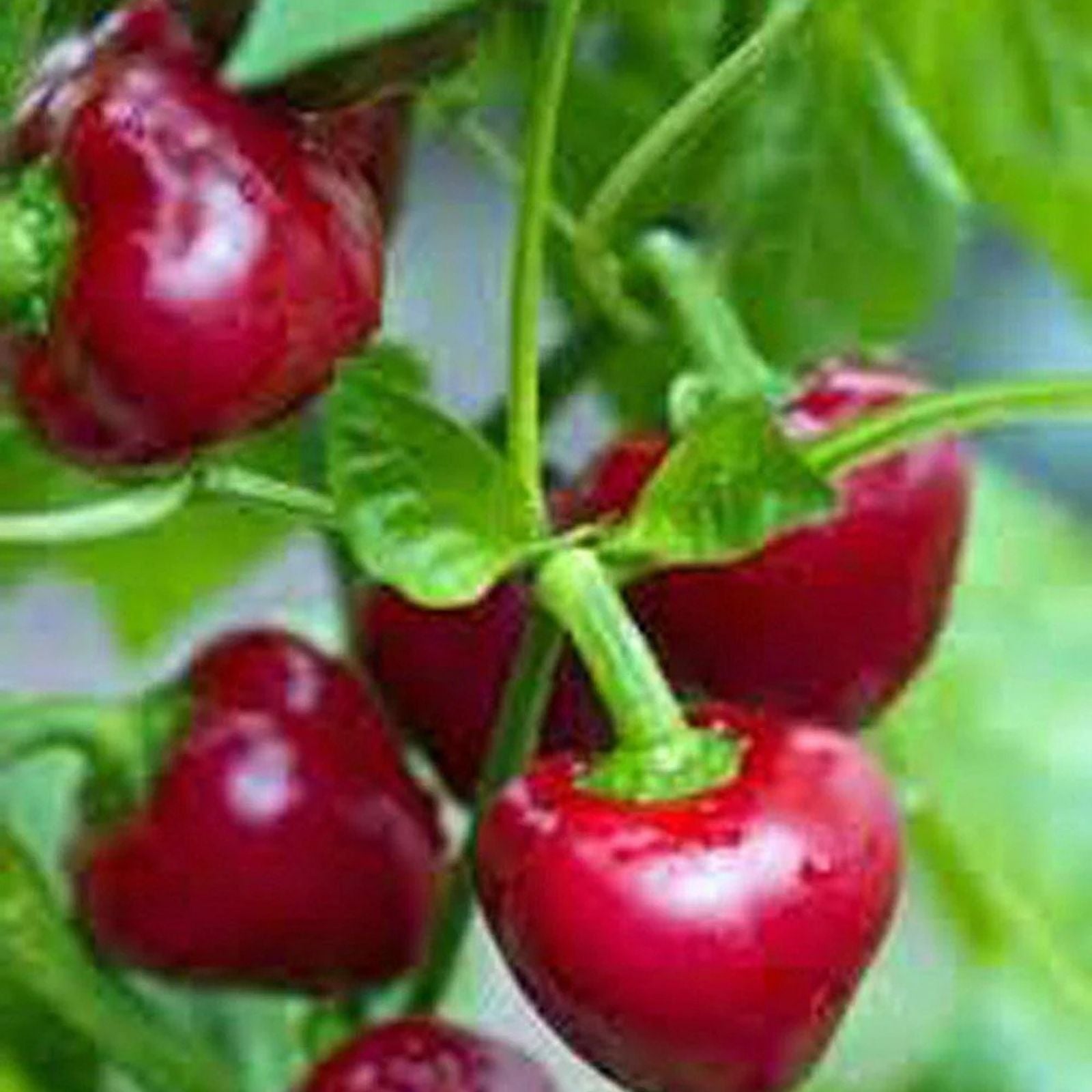 Organic Cherry Sweet Pepper Seeds - 50 Count, Capsicum annuum, USA Grown, Non-GMO, Heirloom, Garden Vegetable Seeds