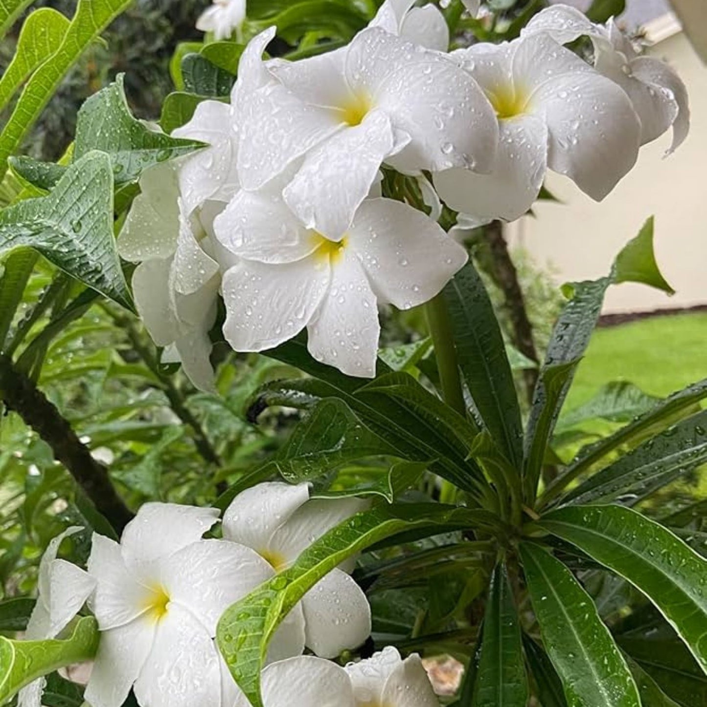 Hawaiian Fiddle Leaf Plumeria Plant #8, Fragrant Tropical Foliage, Plumeria pudica, Live Indoor Outdoor Plant