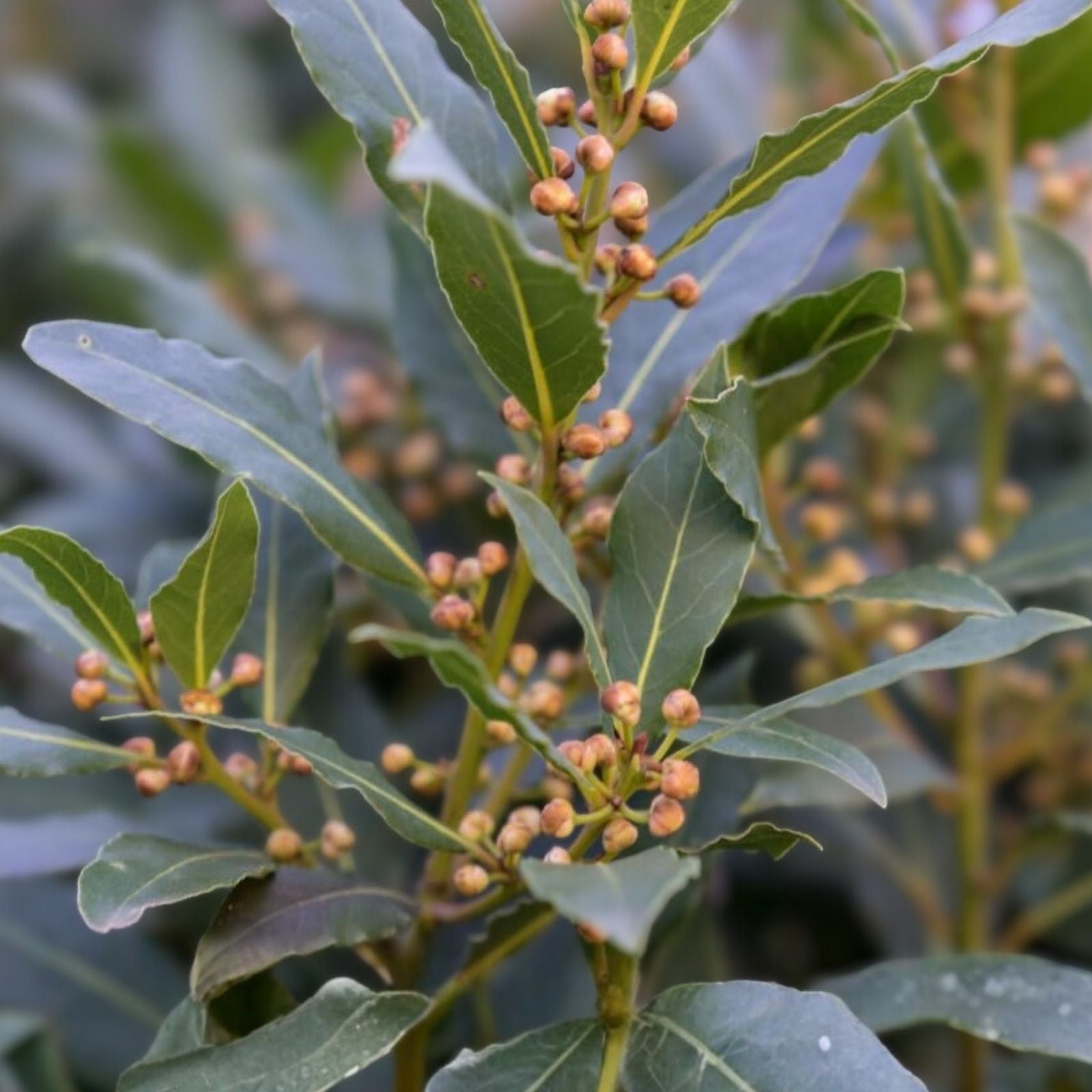 Bay Laurel Live Starter Plant - Laurus nobilis - Aromatic Culinary Herb for Cooking and Gardens