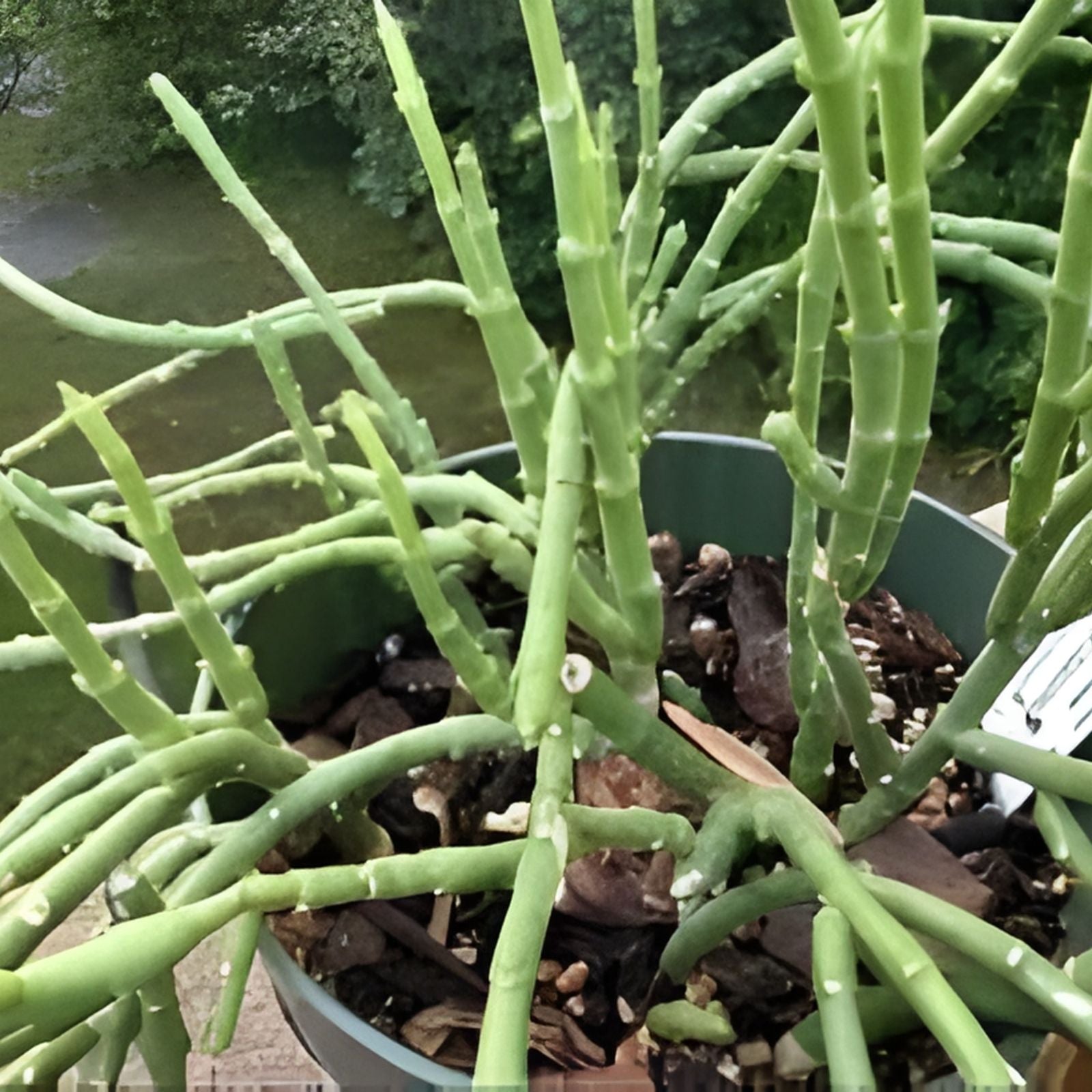 Sarcostemma Resiliens Plant in 4 Inch Pot | Resilient Green Climbing Vine | Rare Indoor Houseplant