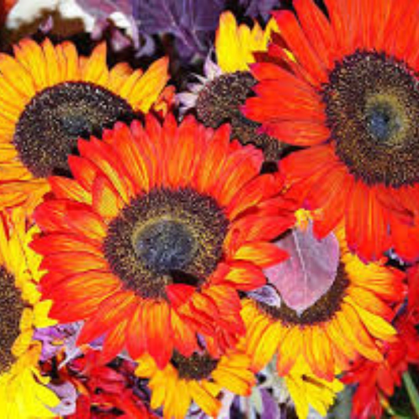 Autumn Beauty Sunflower Seeds 50 Count - Vibrant Fall Colors - Helianthus annuus - Ornamental Flower Seeds for Garden