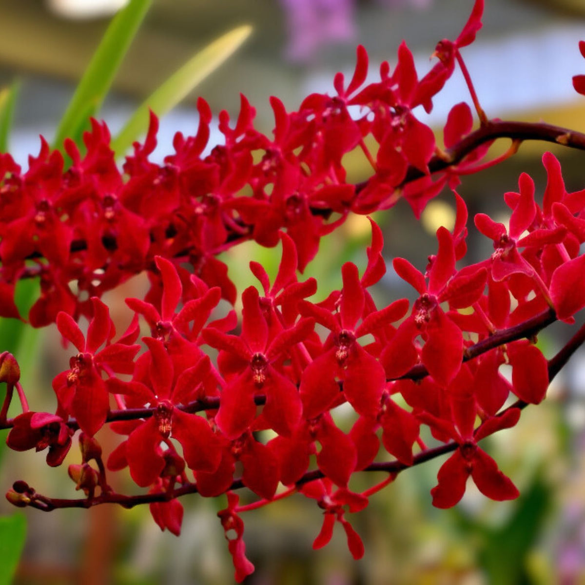 Orchid Plant - Blooming Spikes - Renanstylis Bangkok Beauty Hybrid - V. Jiravongkhajorn, Rnst. Azimah x Ren. Bangkok Flame