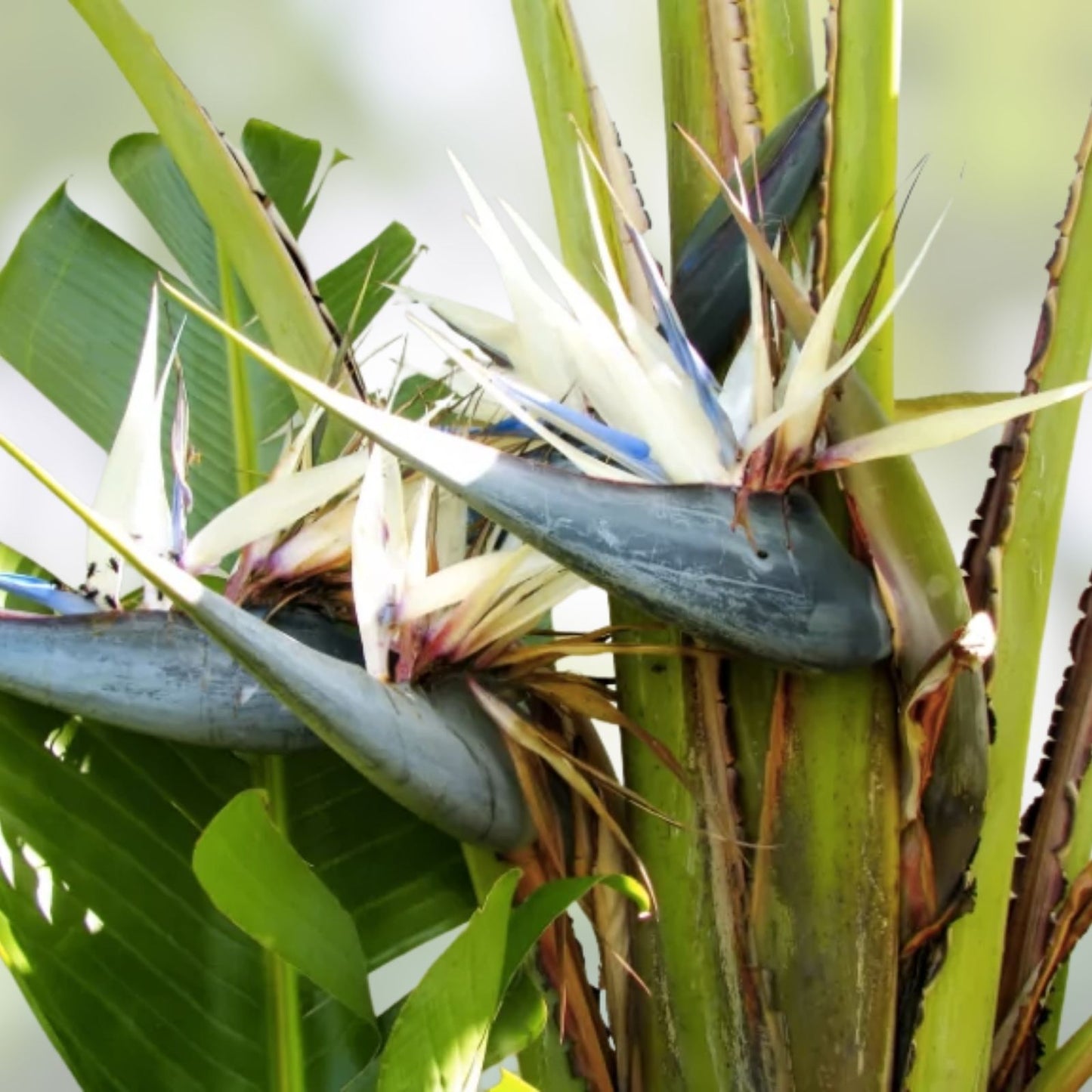 White Bird of Paradise Seeds – 5 Seeds for Indoor Plant or Bonsai – Strelitzia Nicolai – Gardening Enthusiasts