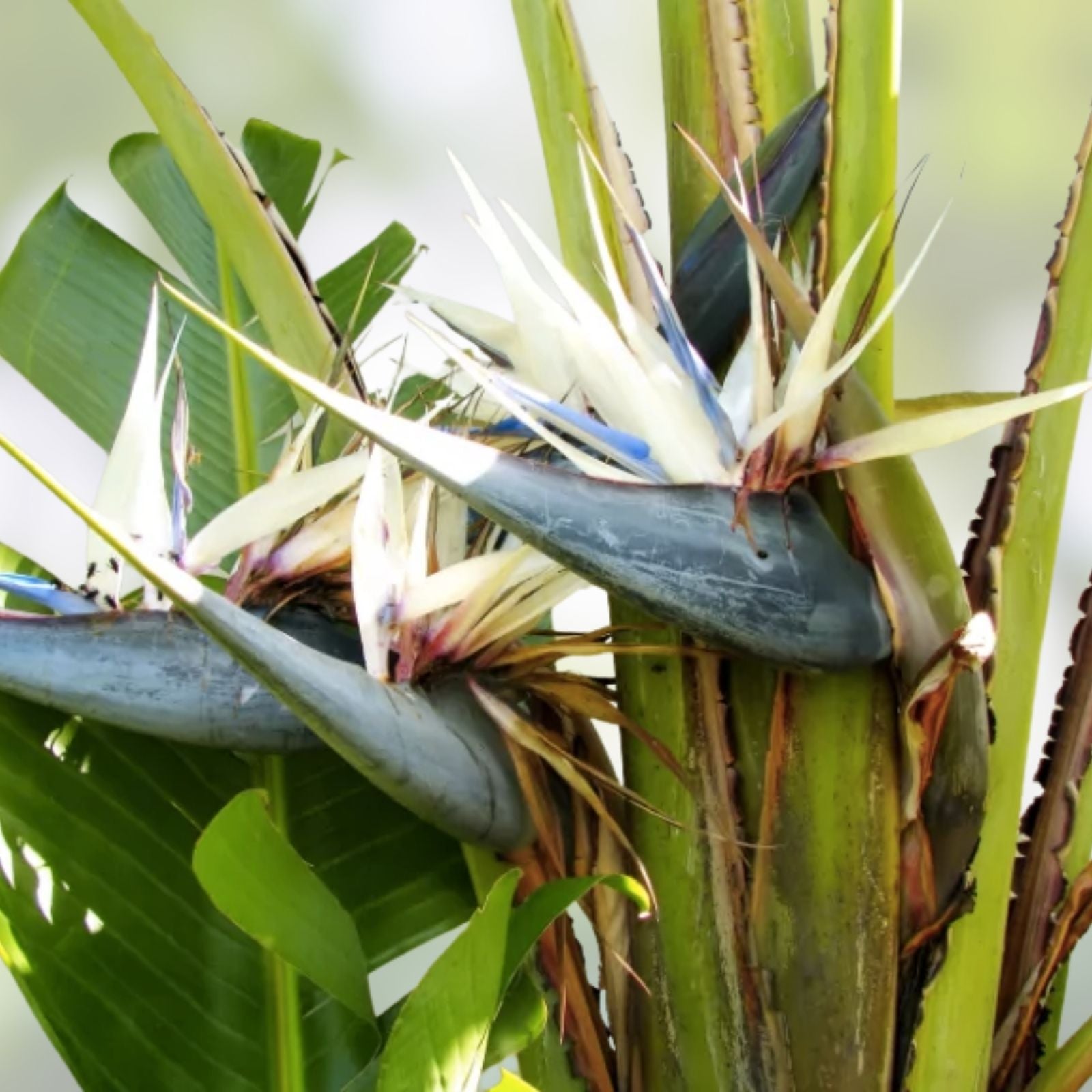 White Bird of Paradise Seeds – 5 Seeds for Indoor Plant or Bonsai – Strelitzia Nicolai – Gardening Enthusiasts