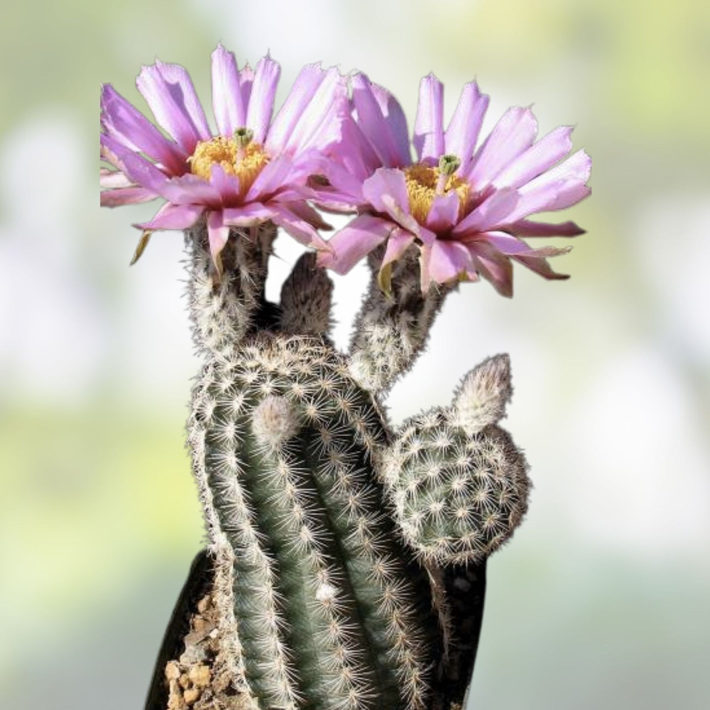 Echinocereus Reichenbachii Lace Hedgehog Cactus Live Rooted Plant – Unique Succulent for Indoor or Outdoor Gardens