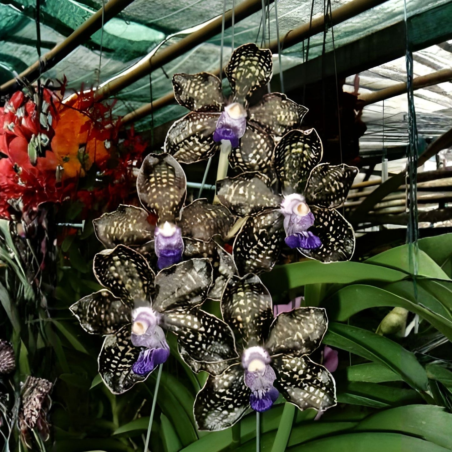 Fragrant Vanda Orchid 4" Pot - Papilionanda Ladda ‘Alina’ Rare Hybrid Plant for Indoor Garden and Orchid Enthusiasts
