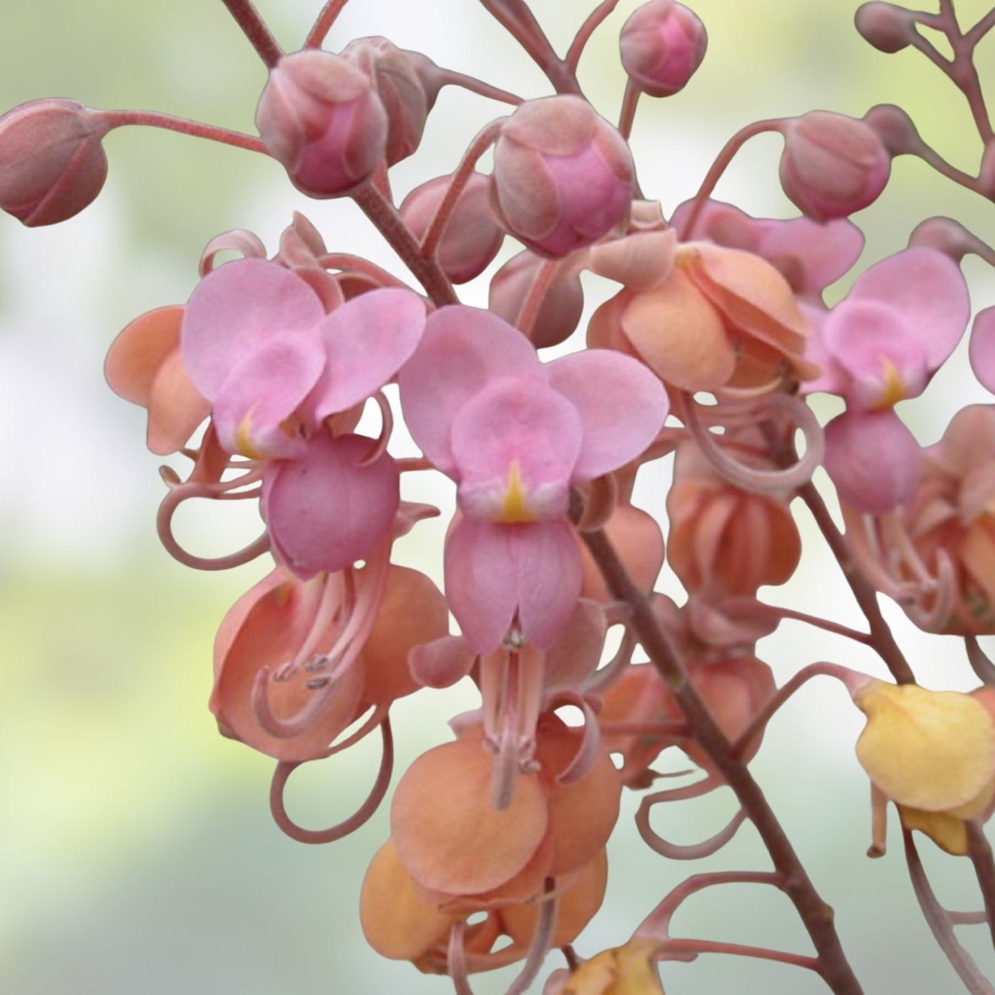 Pink Shower Tree Seeds 10 Pack - Cassia grandis Tropical Flowering Tree Seeds for Planting