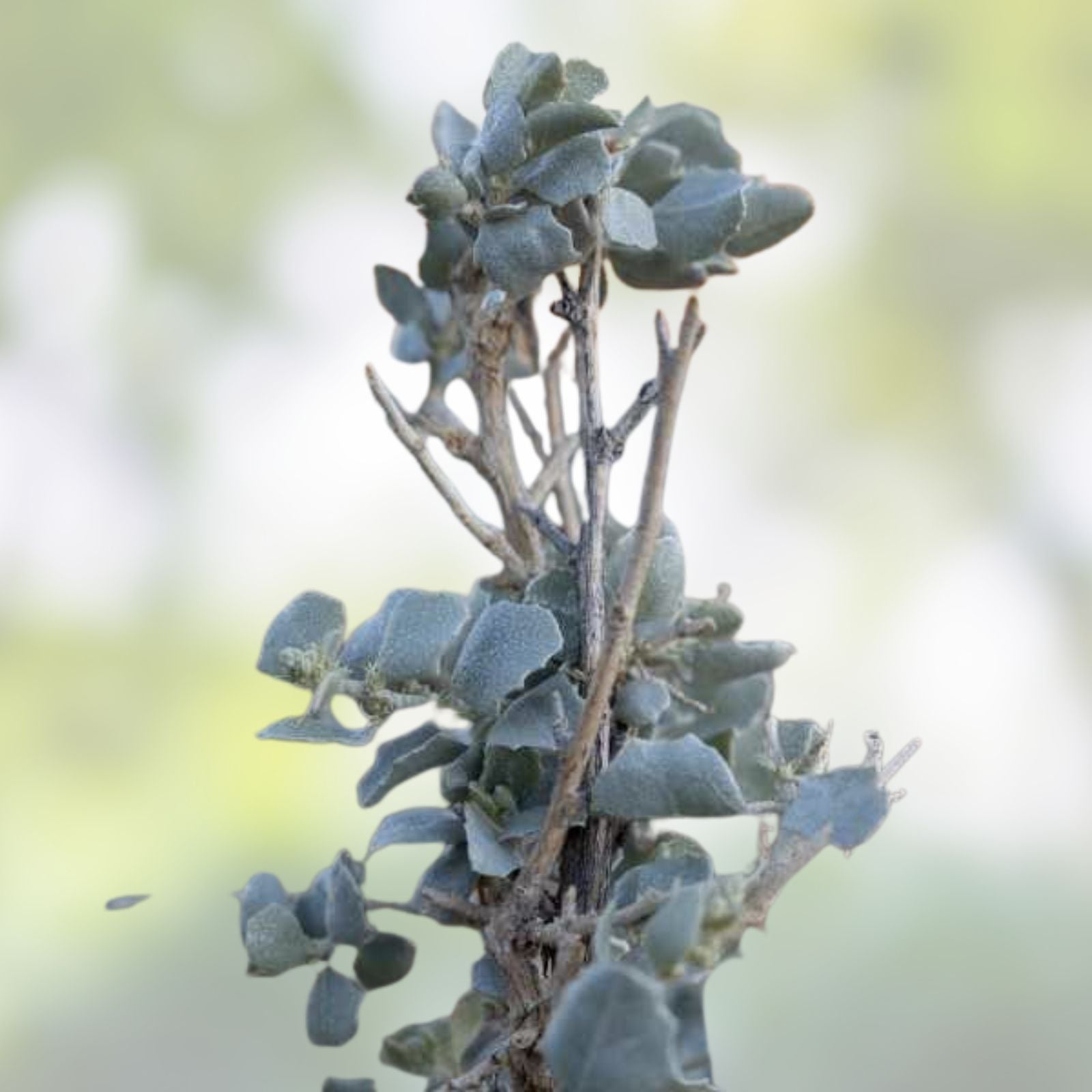 Saltbush Seeds for Planting – 50 Seeds – Landscape Bush Variety – Atriplex spp. – Native, Drought Tolerant, Made in USA