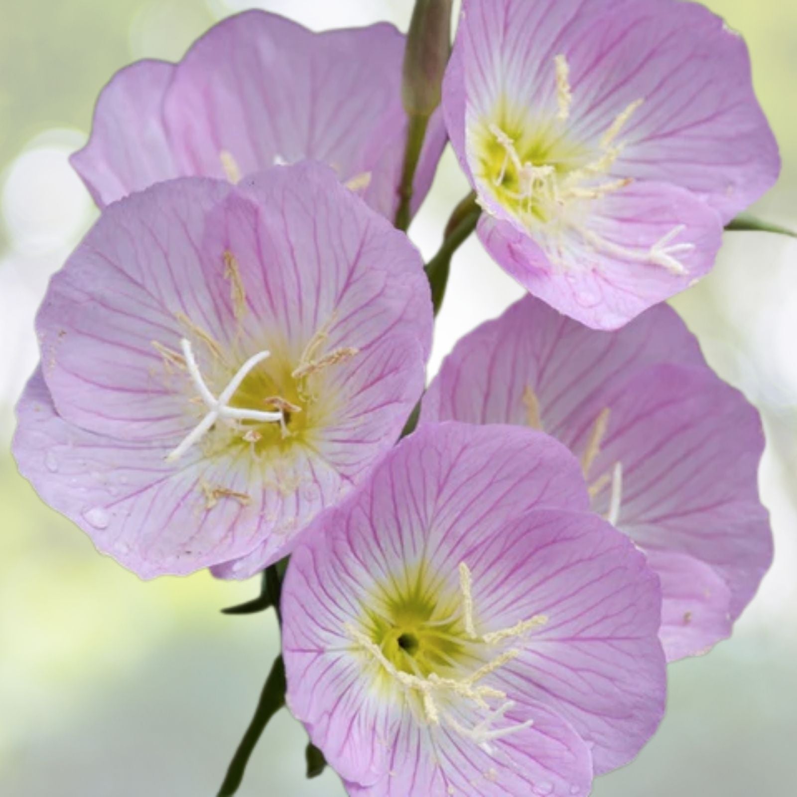 Pink Showy Evening Primrose Seeds - 500+ Medicinal Herb for Border & Container Garden - Oenothera speciosa - USA