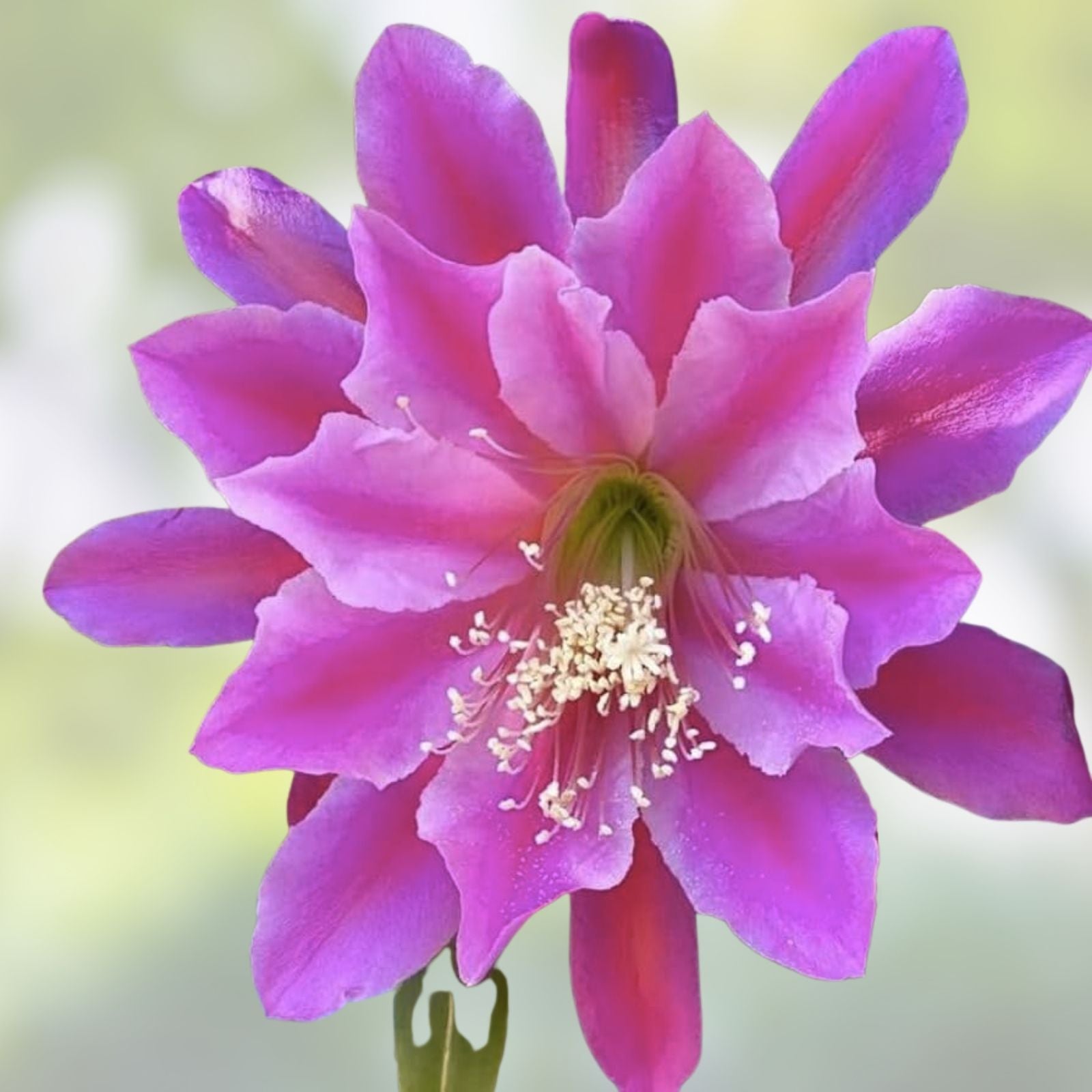 Epiphyllum Gitti Paetz Unrooted Cuttings - Orchid Cactus - Exotic Succulent Plant - 8 to 10 Inches Long