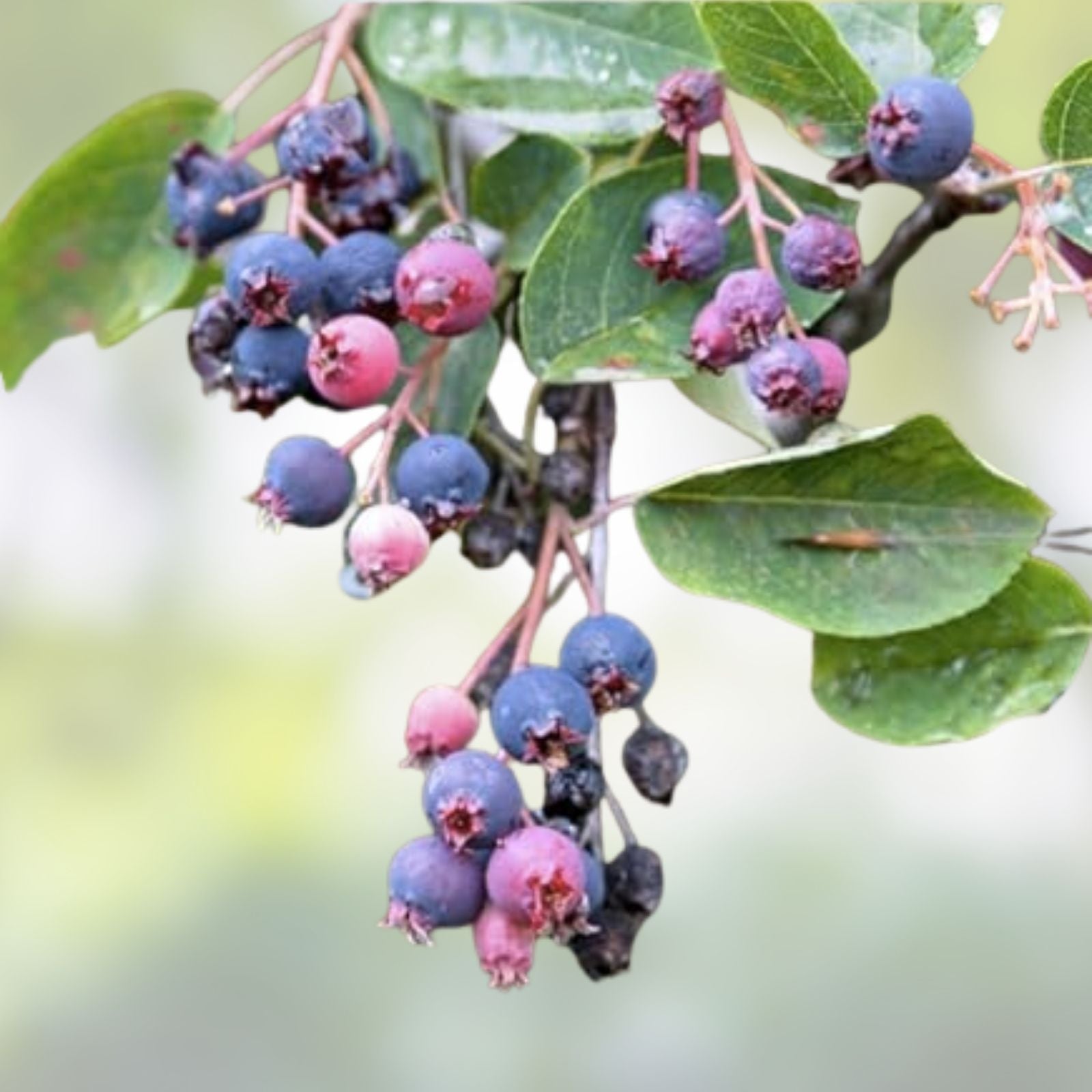 Saskatoon Serviceberry Plant Seeds 100 Pack Mitraee Amelanchier alnifolia Berry Bush Gardening Supply