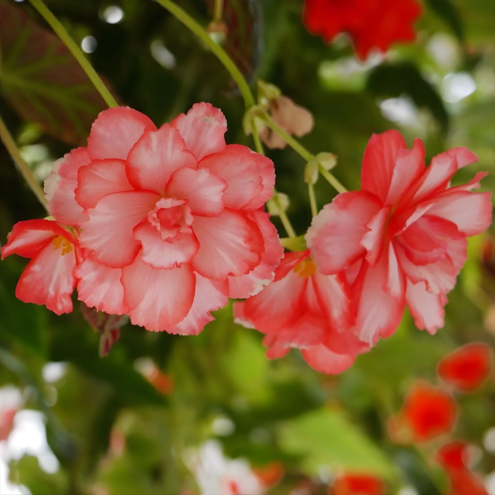 Begonia Seeds 500 Count Hot Tip Salmon Tuberhybrida for Vibrant Blooms and Easy Growing