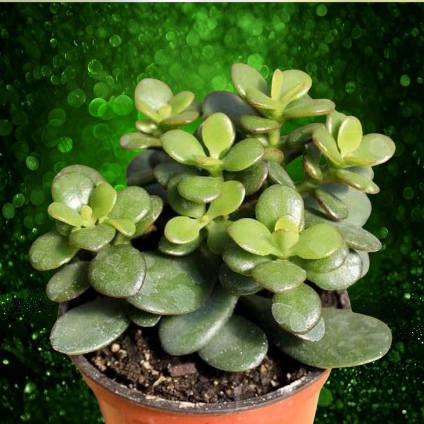 Succulent Plant 4-6" Green Jade Money Tree Crassula Ovata with White Blooms Indoor Houseplant Easy Care