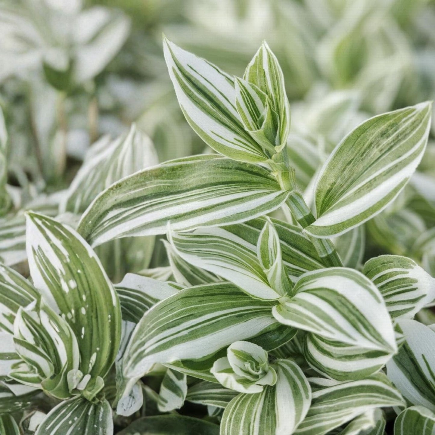Rooted Tradescantia Fluminensis Live Houseplant Cutting - Green Indoor Plant for Home Decor