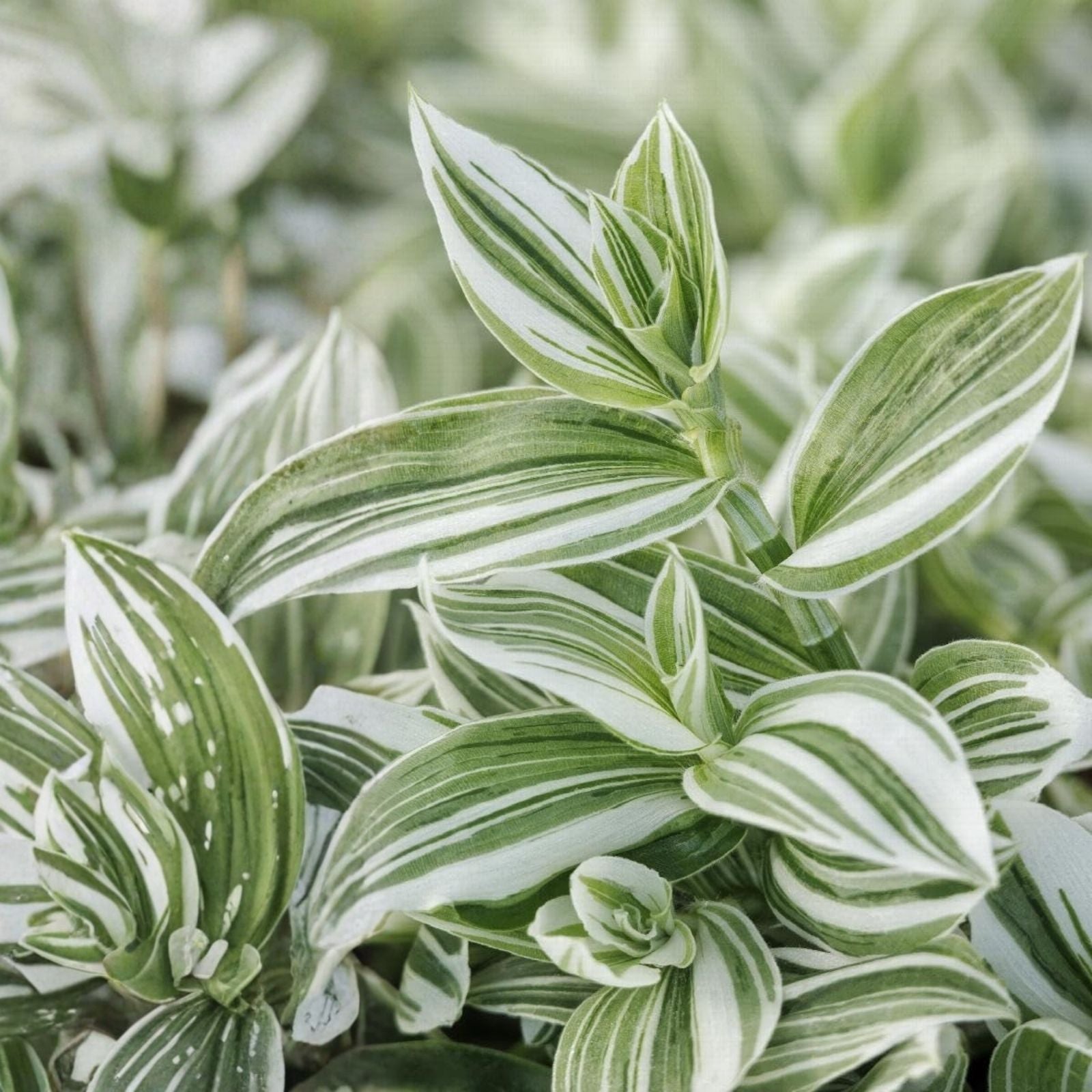 Rooted Tradescantia Fluminensis Live Houseplant Cutting - Green Indoor Plant for Home Decor