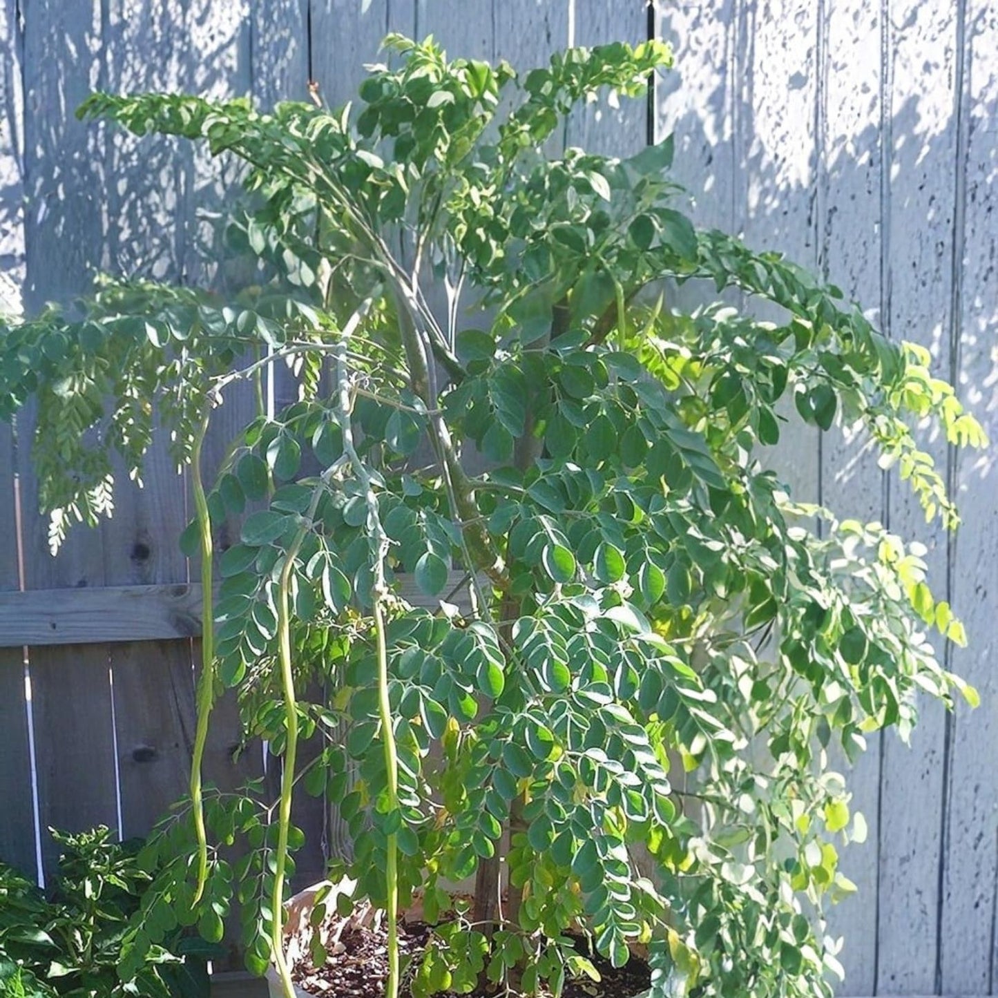 Organic Moringa Cuttings 5 Pack – Florida Grown, Nutrient-Rich Moringa Oleifera, Live Plant Clippings for Gardening