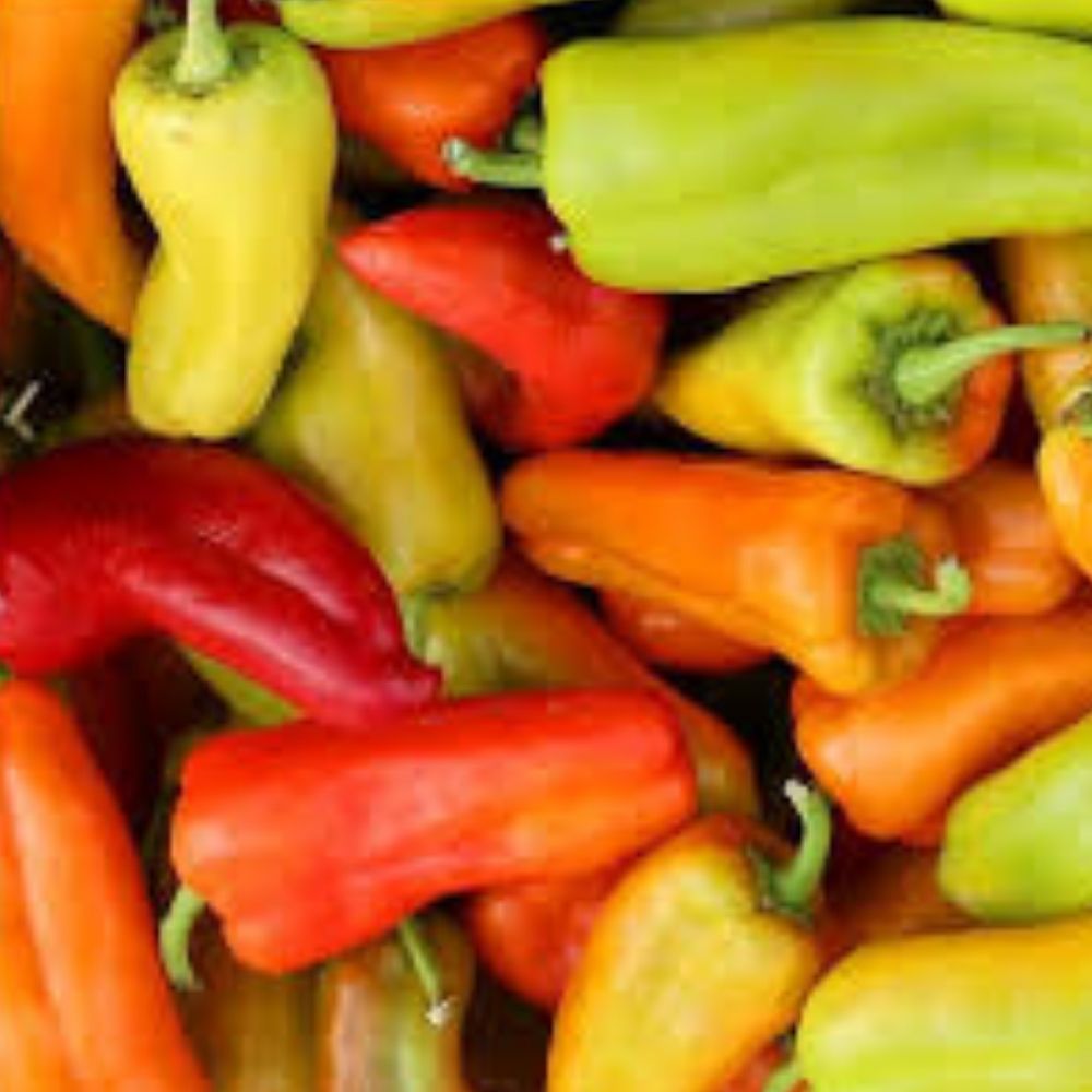 Organic Cubanelle Sweet Frying Pepper Seeds 50 Pack Capsicum annuum USA Grown