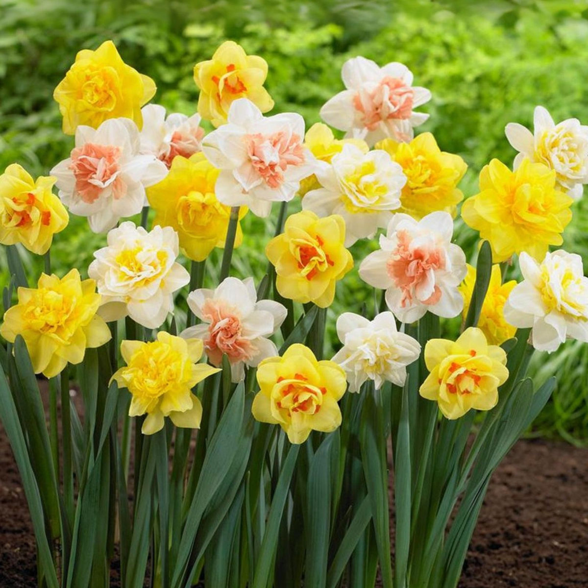 Daffodil Bulbs Classic Mix - 5 Count - Economical Flowering Bulbs for Garden - Narcissus