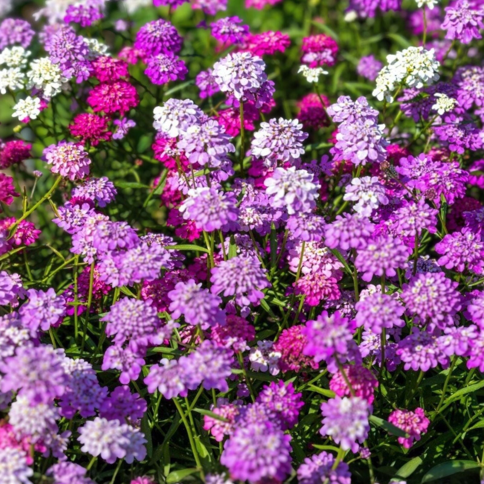 Candytuft Seeds 500 Dwarf Fairy Mix Pink Lavender White Flowers Iberis umbellata Garden Flower Seeds